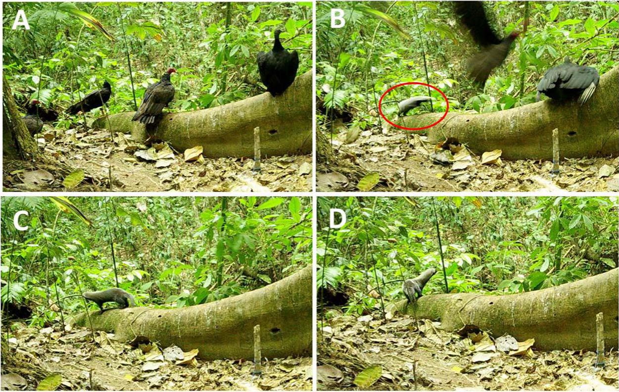 Great grison attacks vultures
