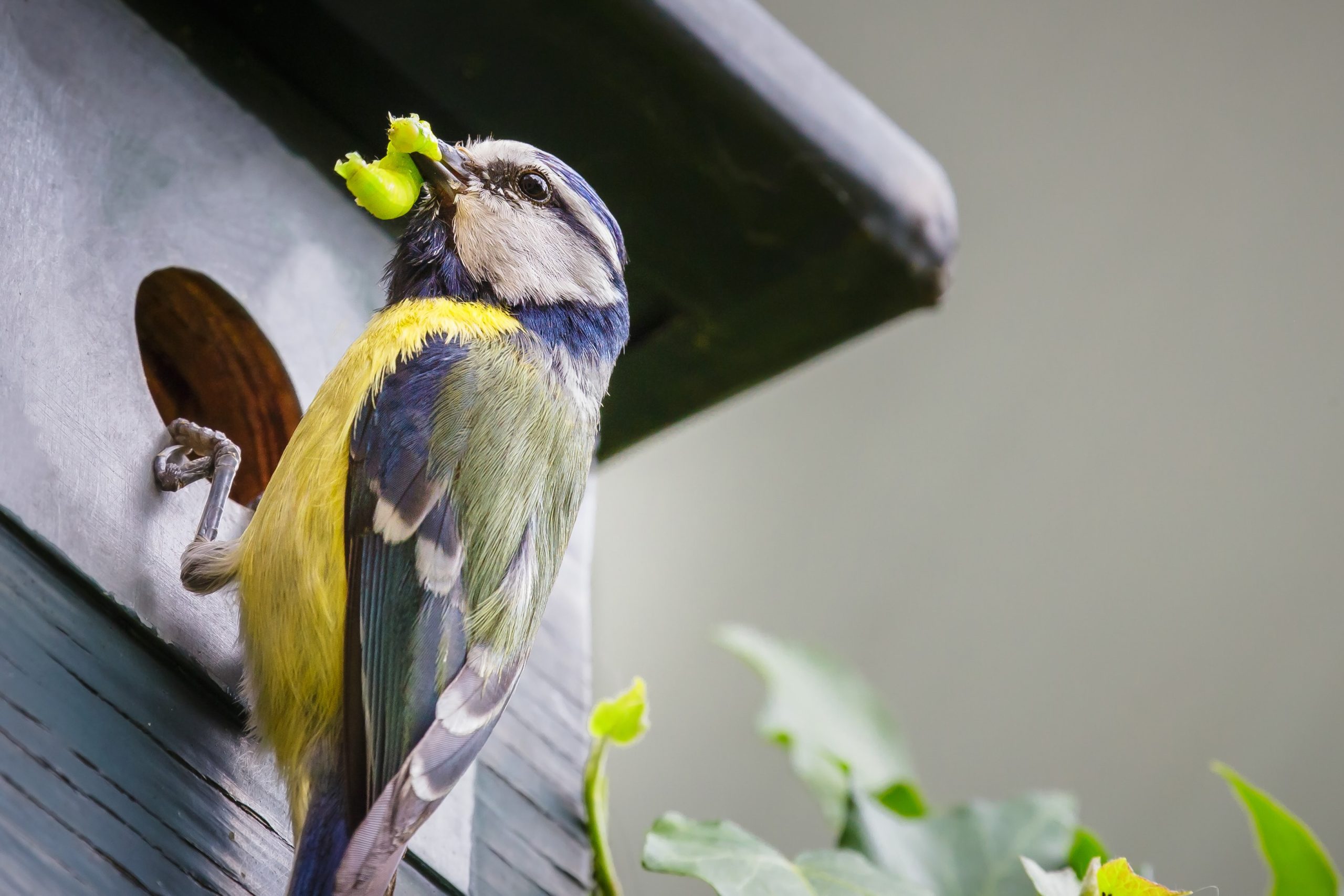 Blue tit eating caterpillar