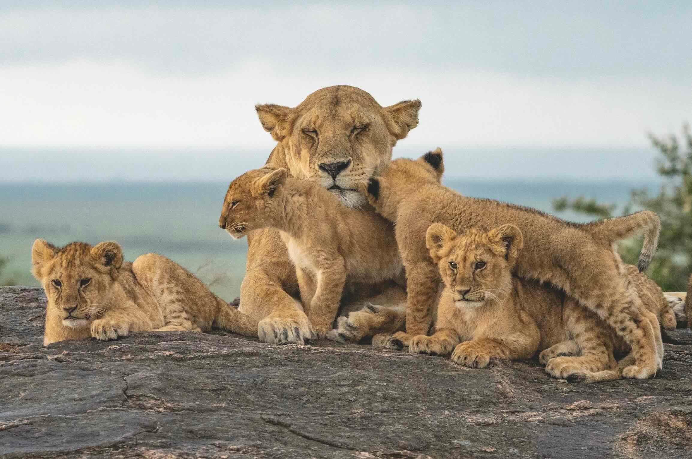 Lioness with her cubs
