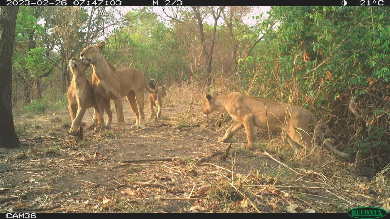Lion family photographed by camera trap in South Sudan