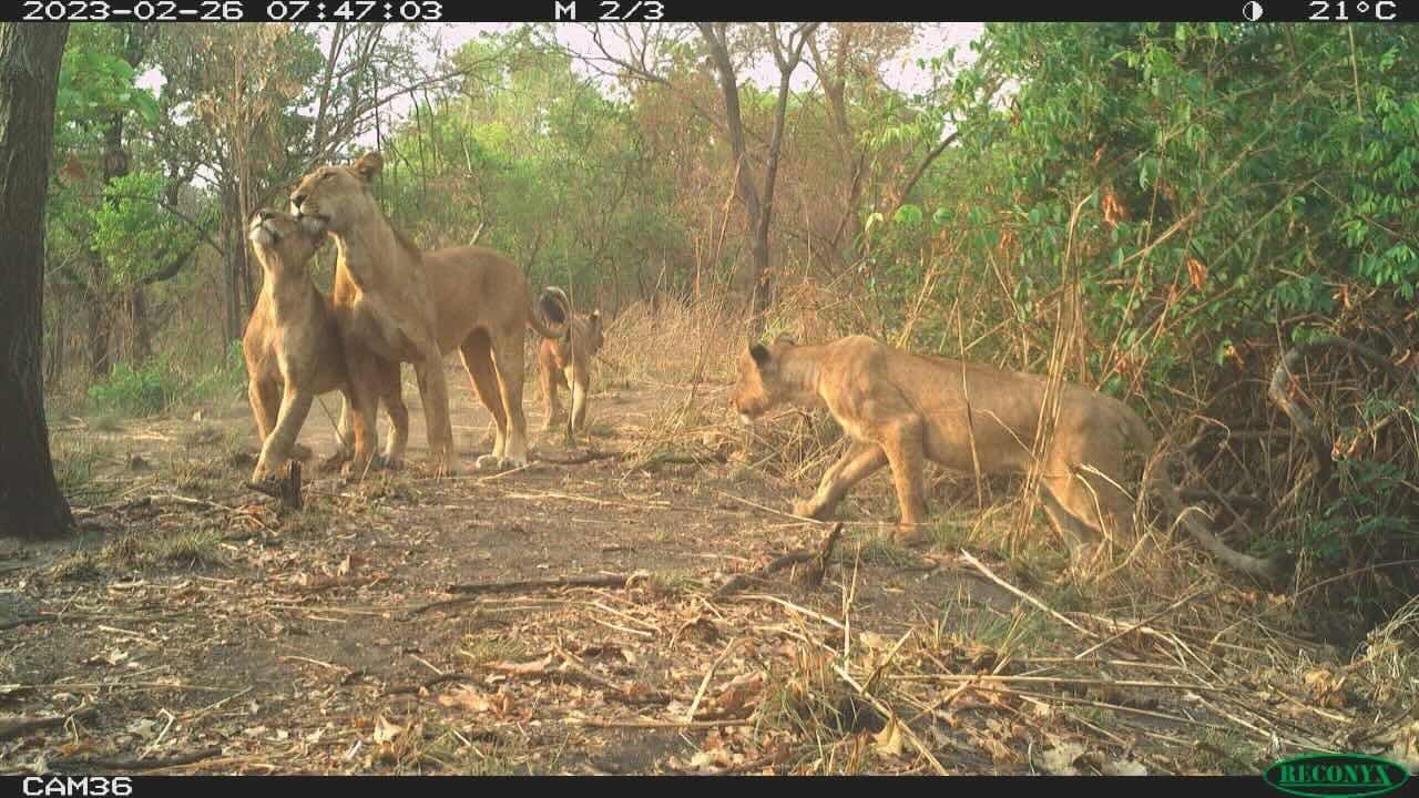 Lion family photographed by camera trap in South Sudan