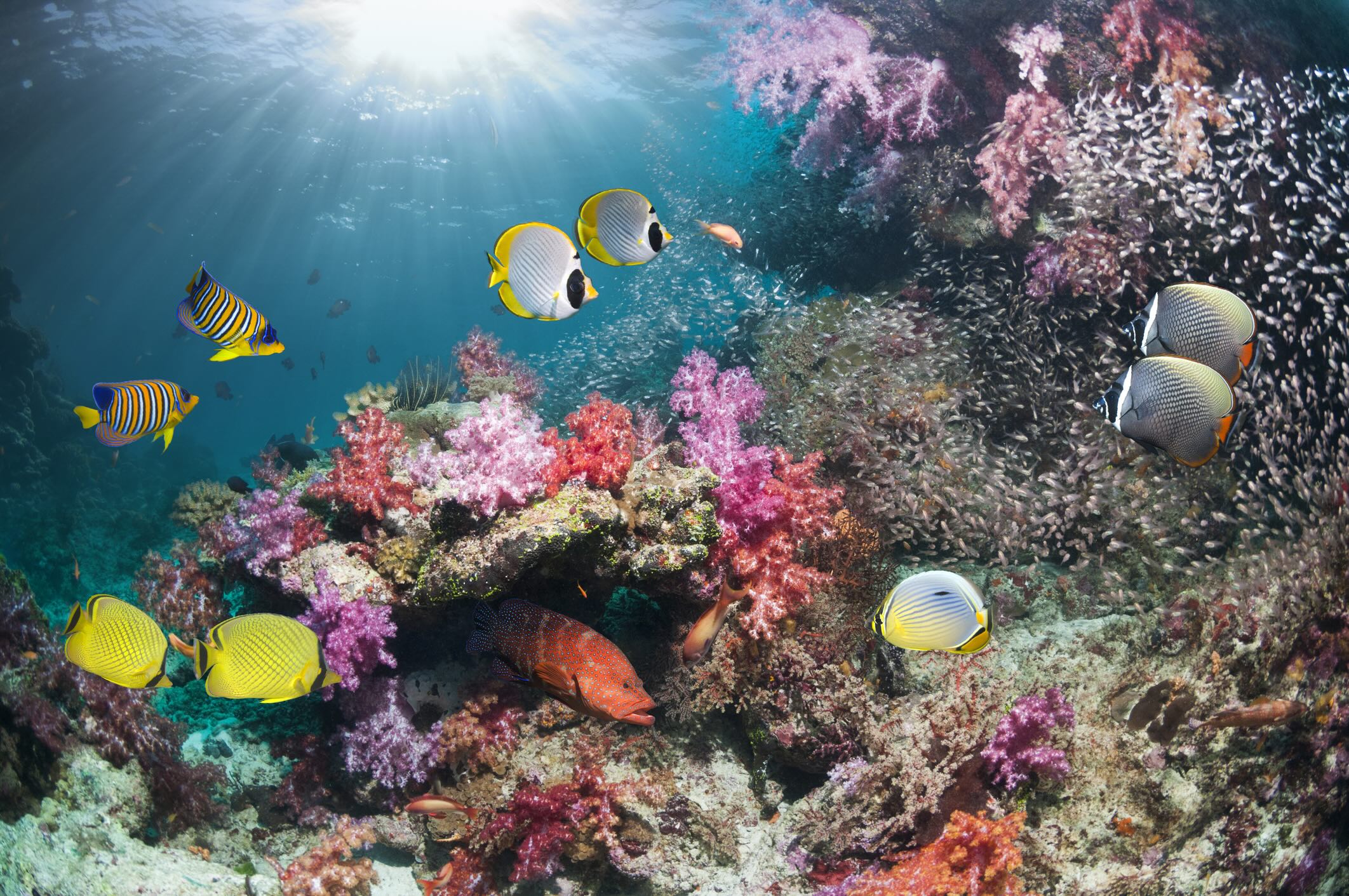 Coral reef in Thailand