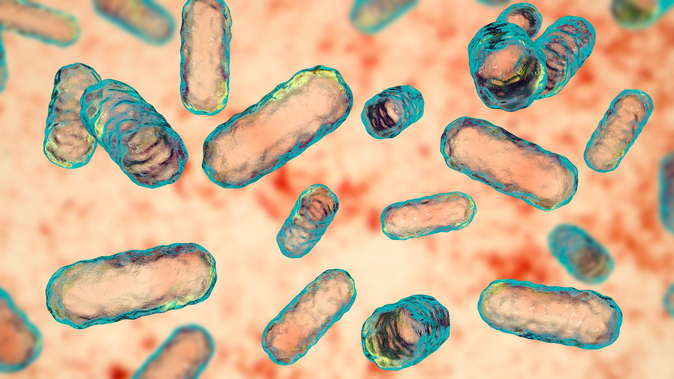 Enterobacter sp. bacteria, computer illustration.