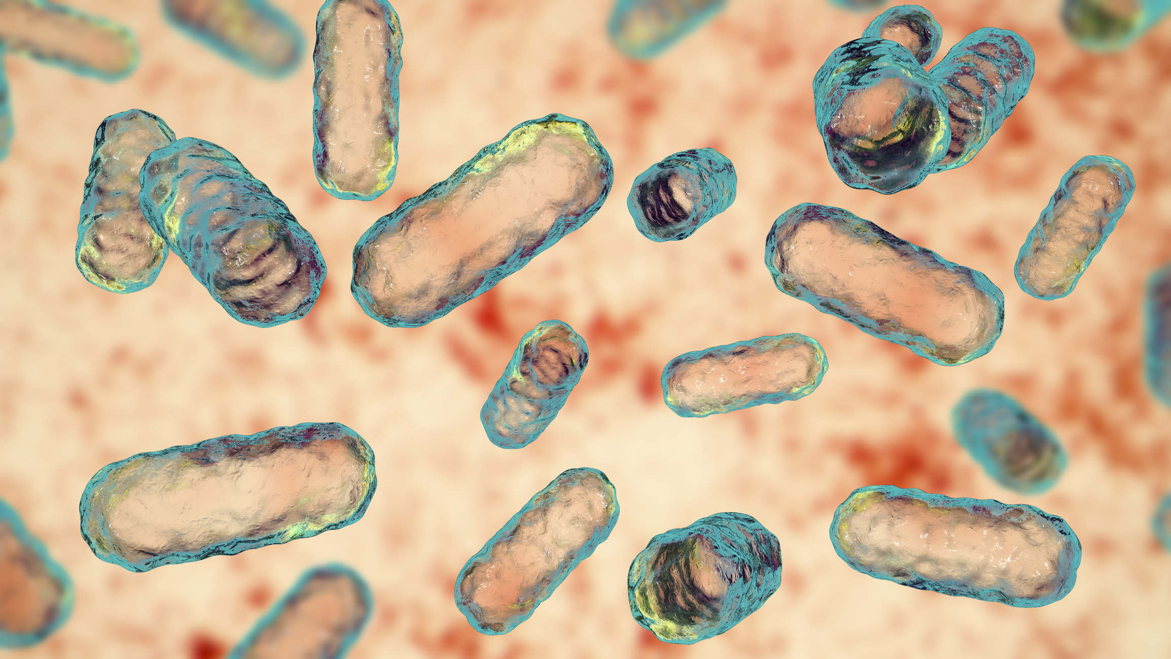 Enterobacter sp. bacteria, computer illustration.