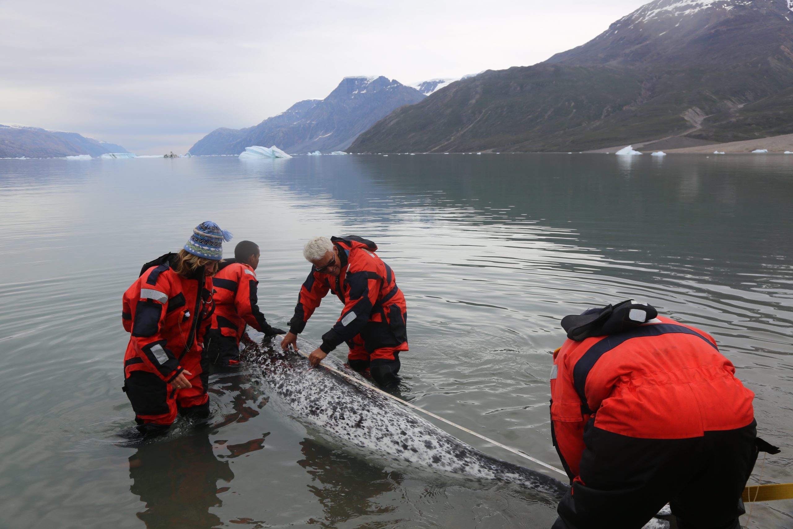 Researchers measure a narwhal