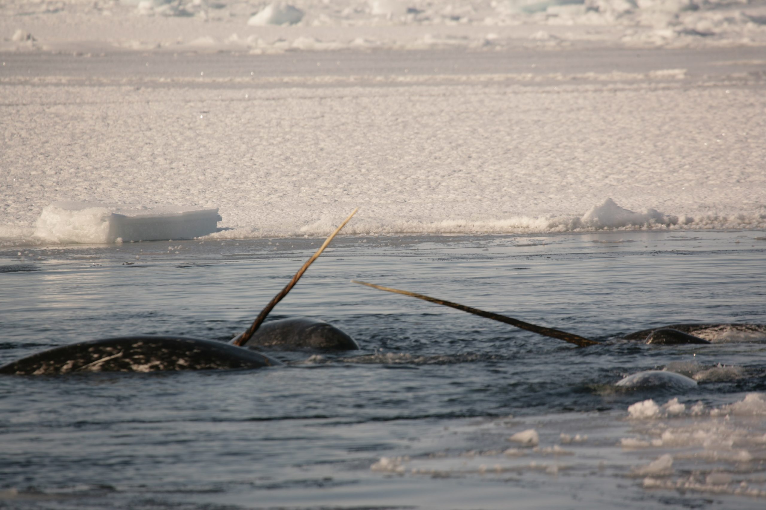 Narwhals in ice