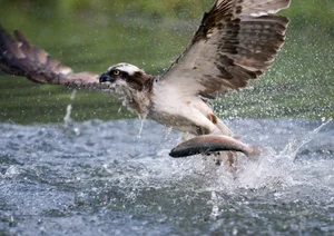 Osprey, Pandion haliaetus, single bird diving for fish, Finland Osprey, Pandion haliaetus, single bird diving for fish, Finland