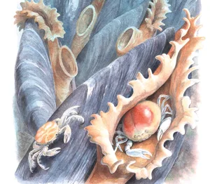 Pea crab An illustration of a pea crab