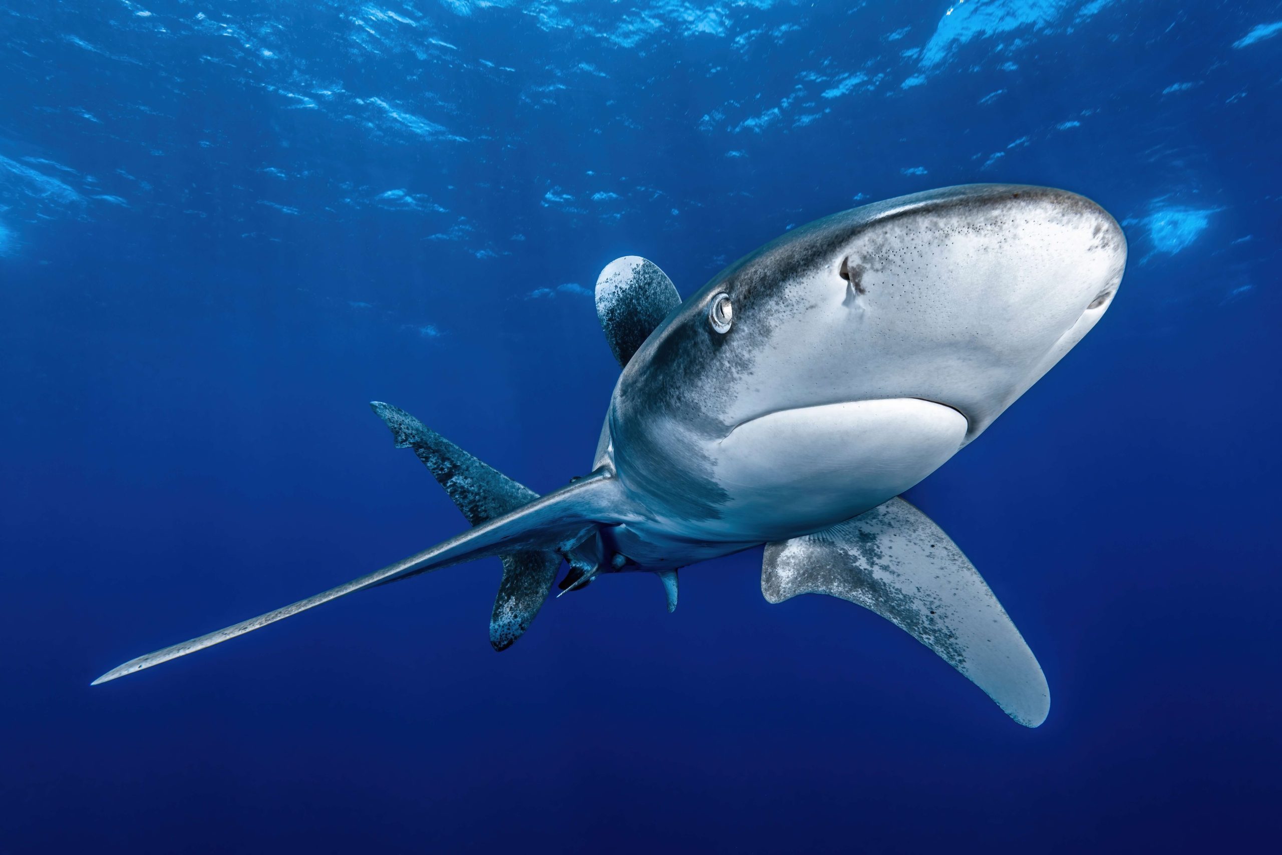 Oceanic white tip – Remuna Beca