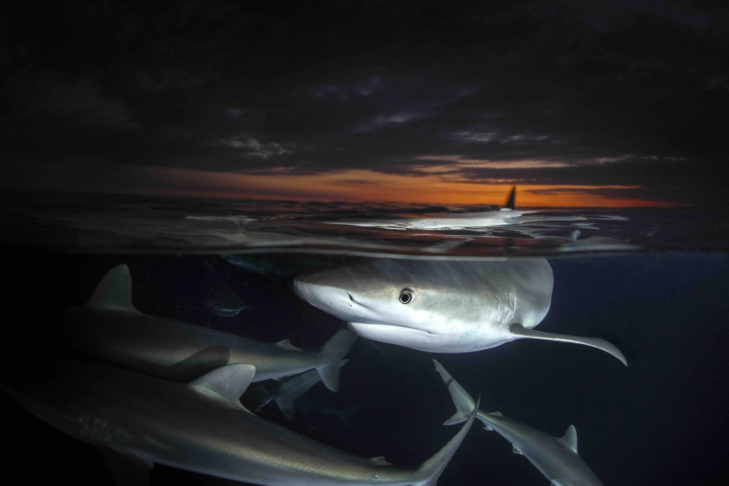 Caribean reef shark - Martin Broen