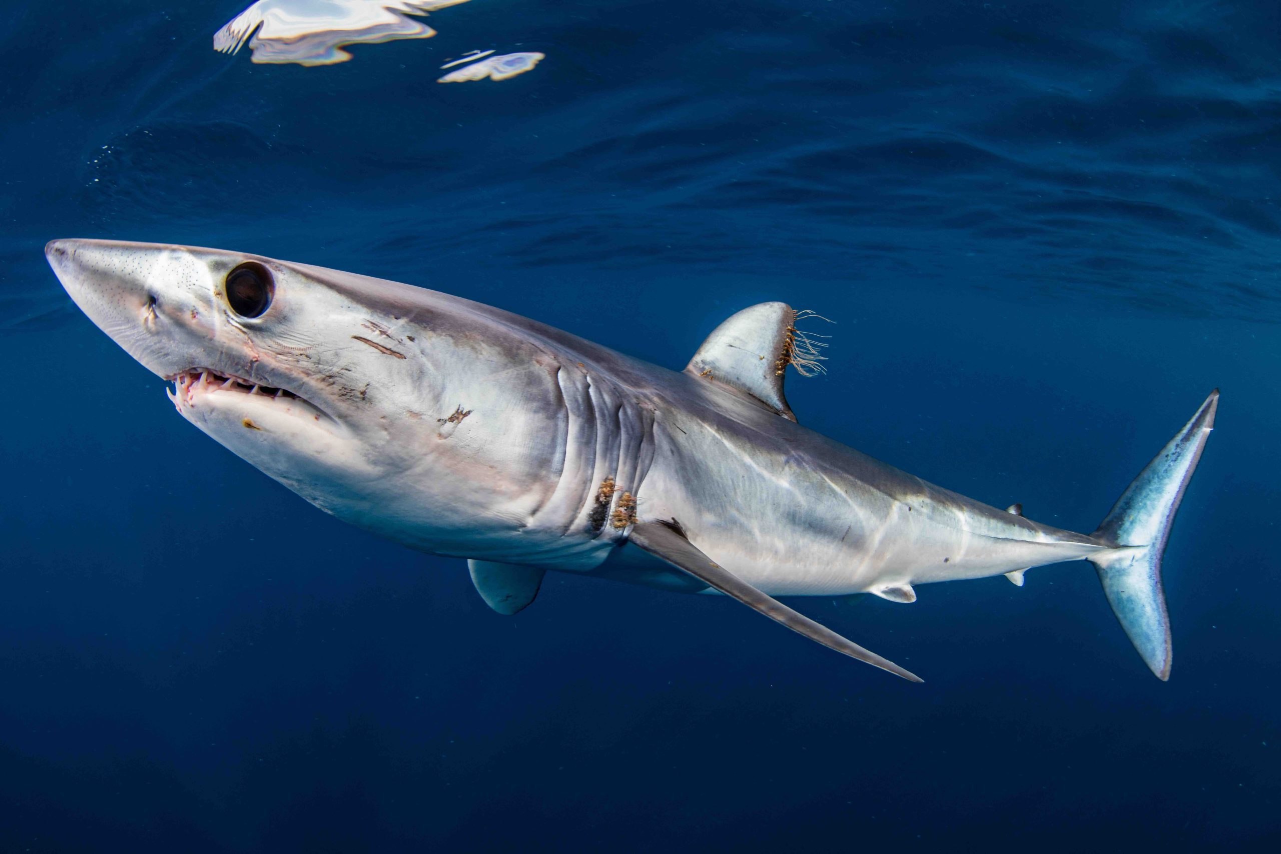 Shortfin mako – Rowan dear