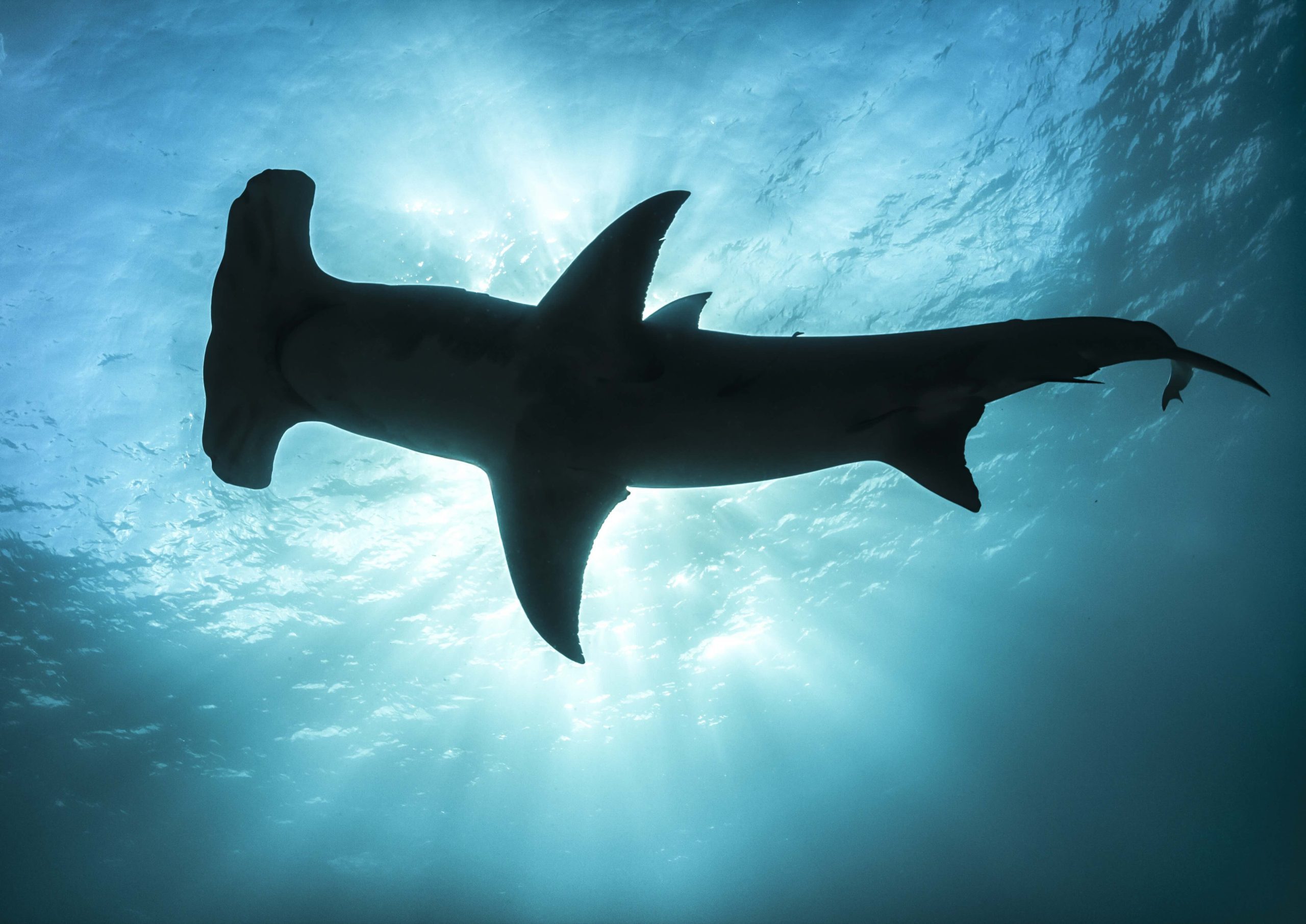 Great hammerhead shark – Laura Storm