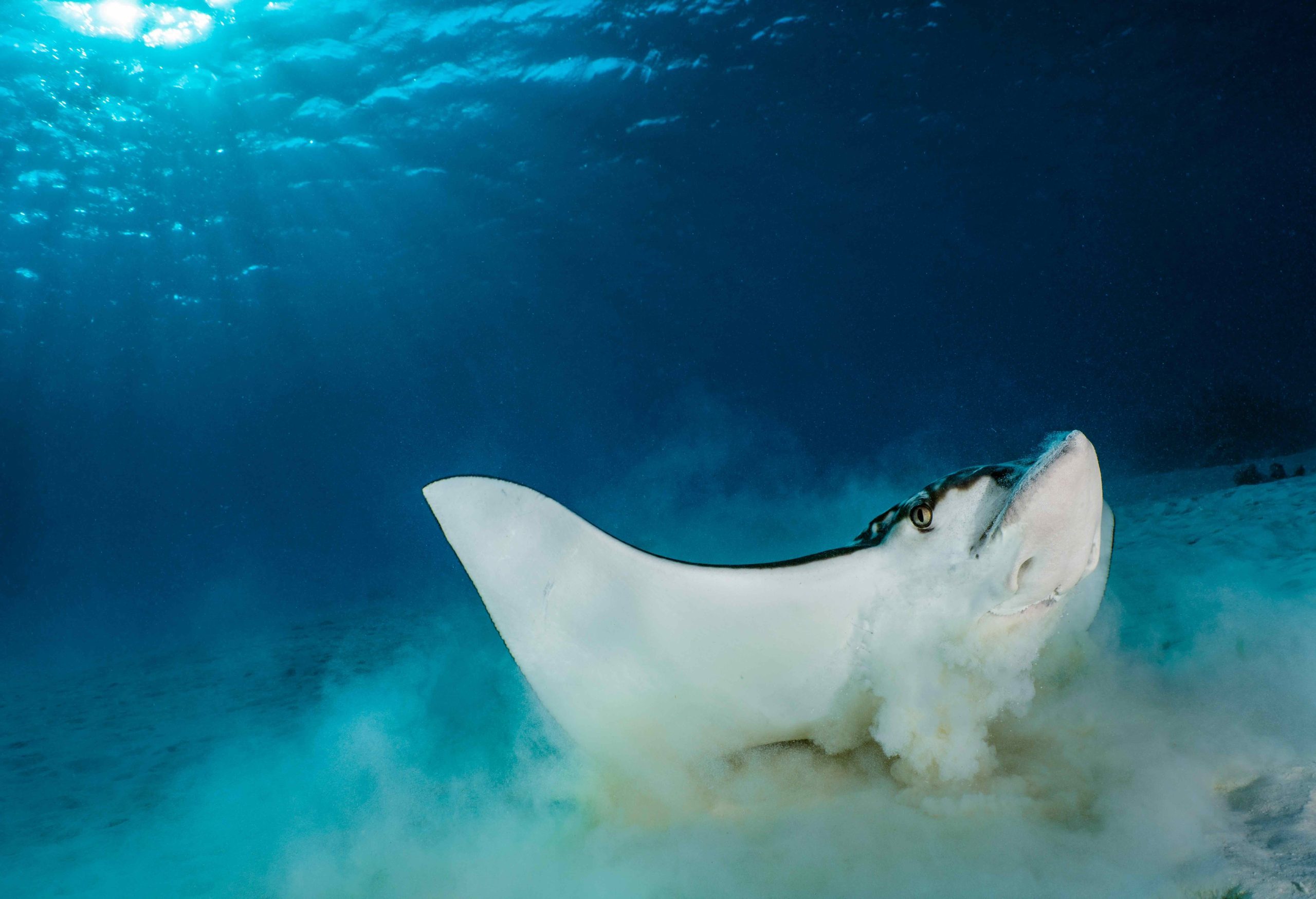 Spotted eagle ray – Jean-Baptiste Cazajous