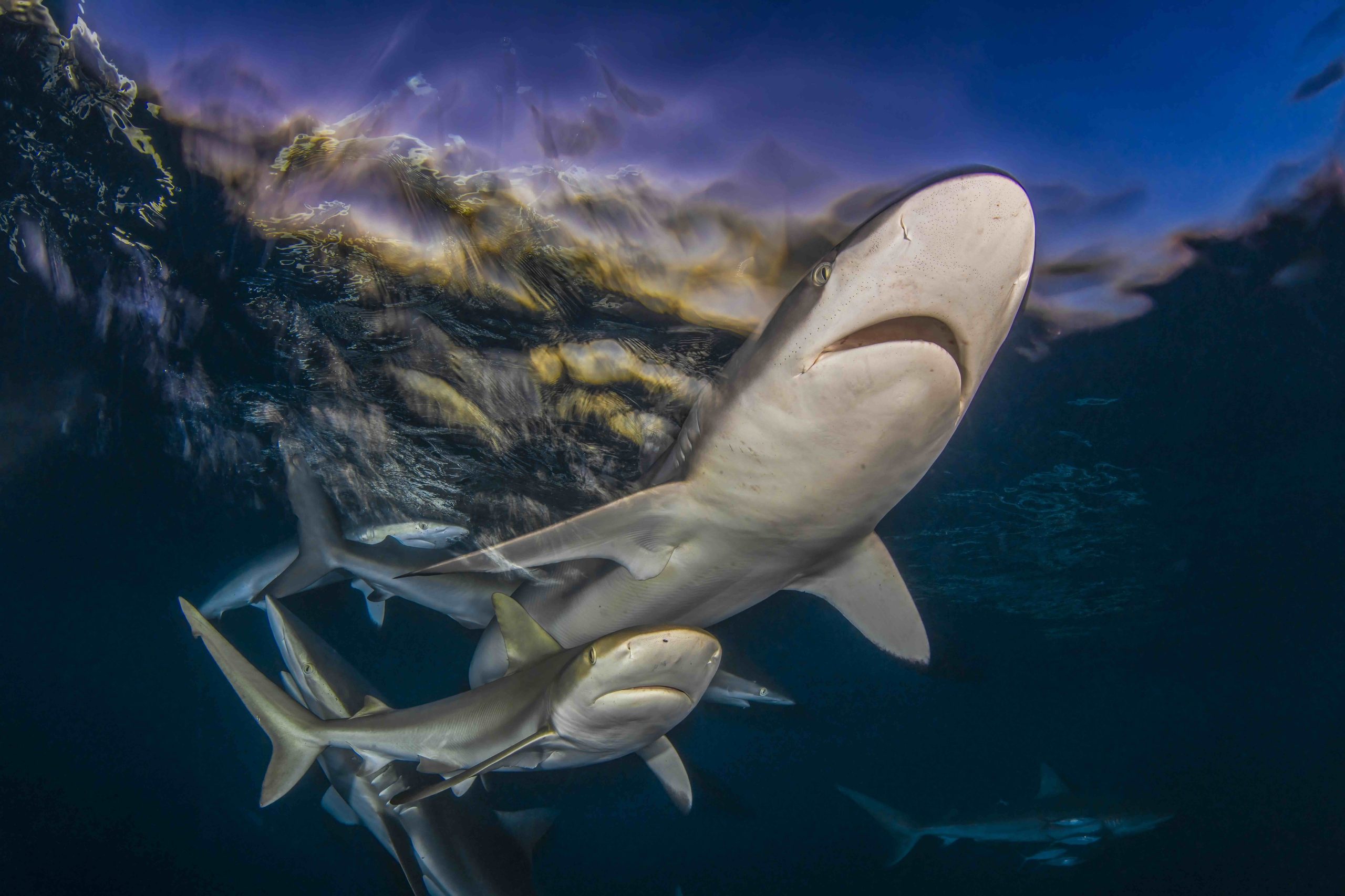 Oceanics Programme winner - Byron Conroy
