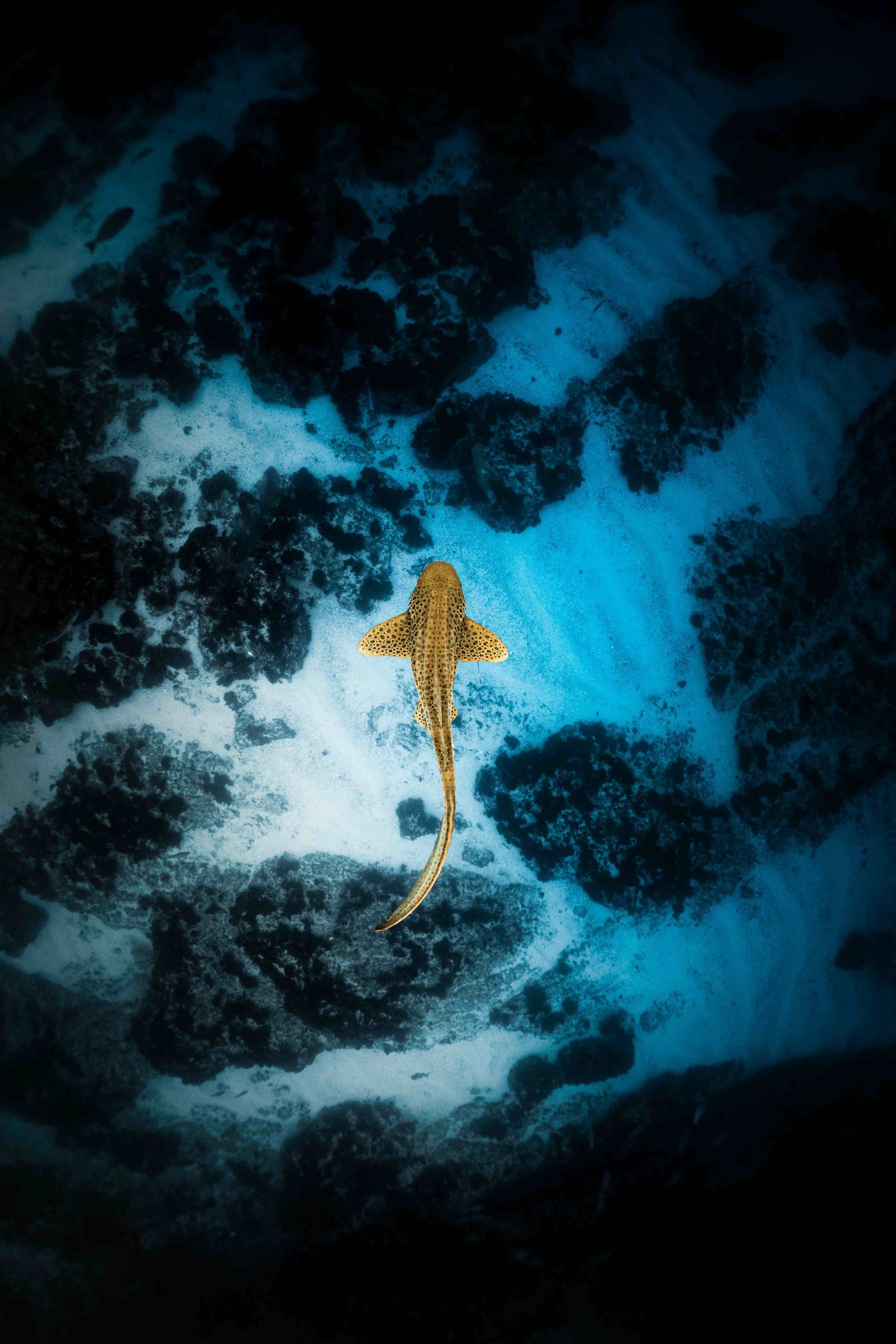 Shark Photographer of the Year - Julian Hebenstreit