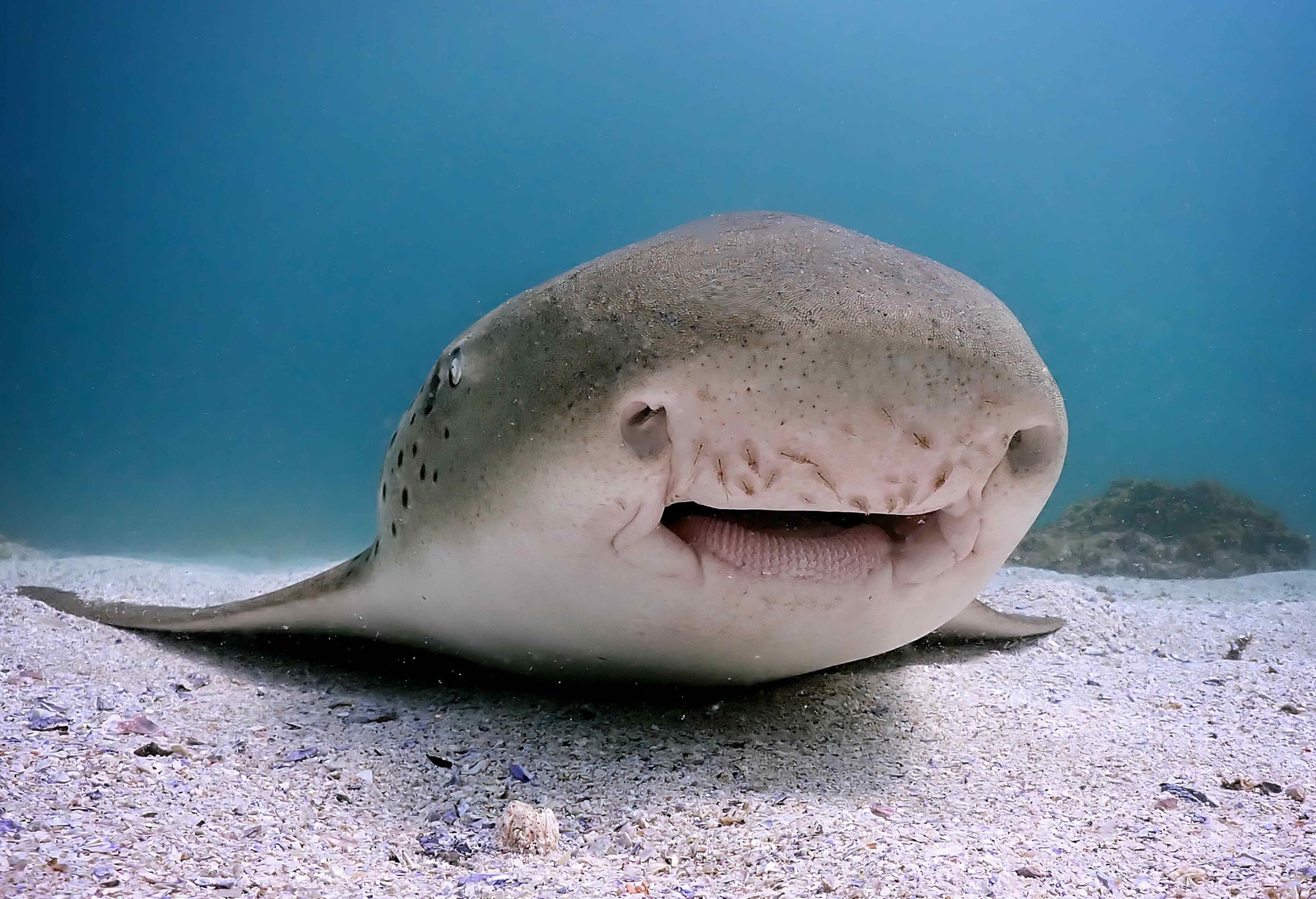 Leopard shark - Vadim Belakhov
