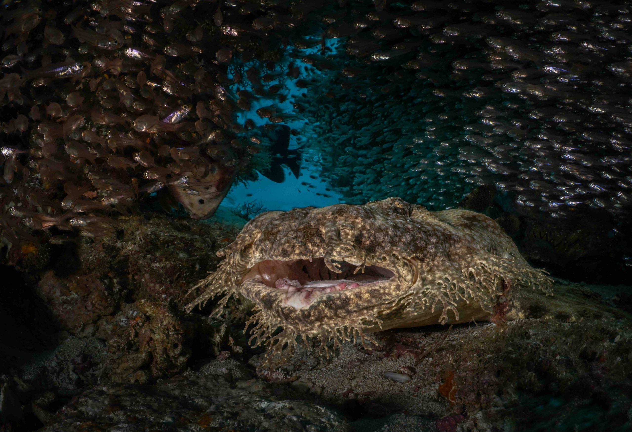 Wobbegong – Galice Hoarau