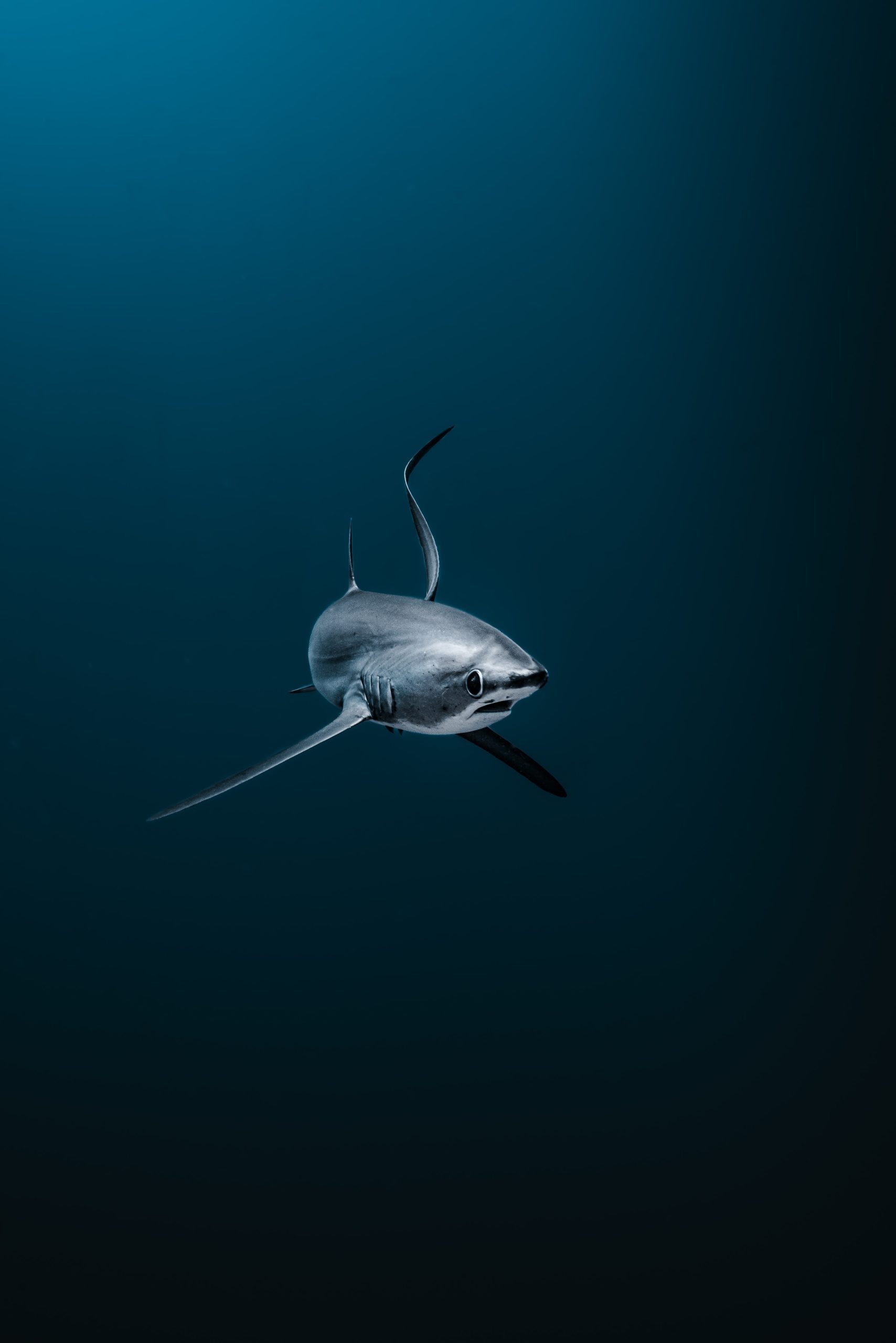 Thresher shark - Megan Shea Graff