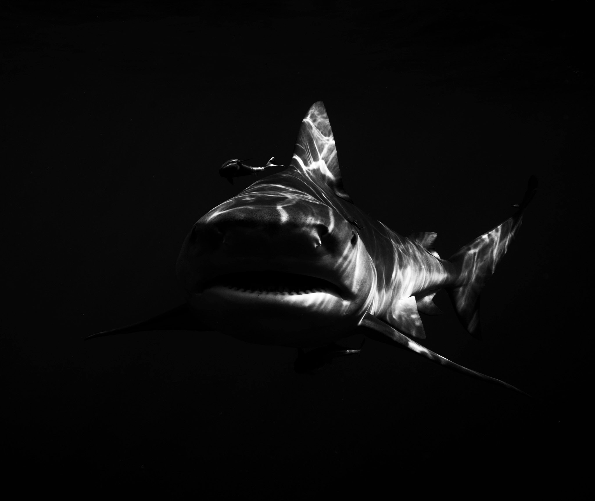 Bull shark - Dana McConnell