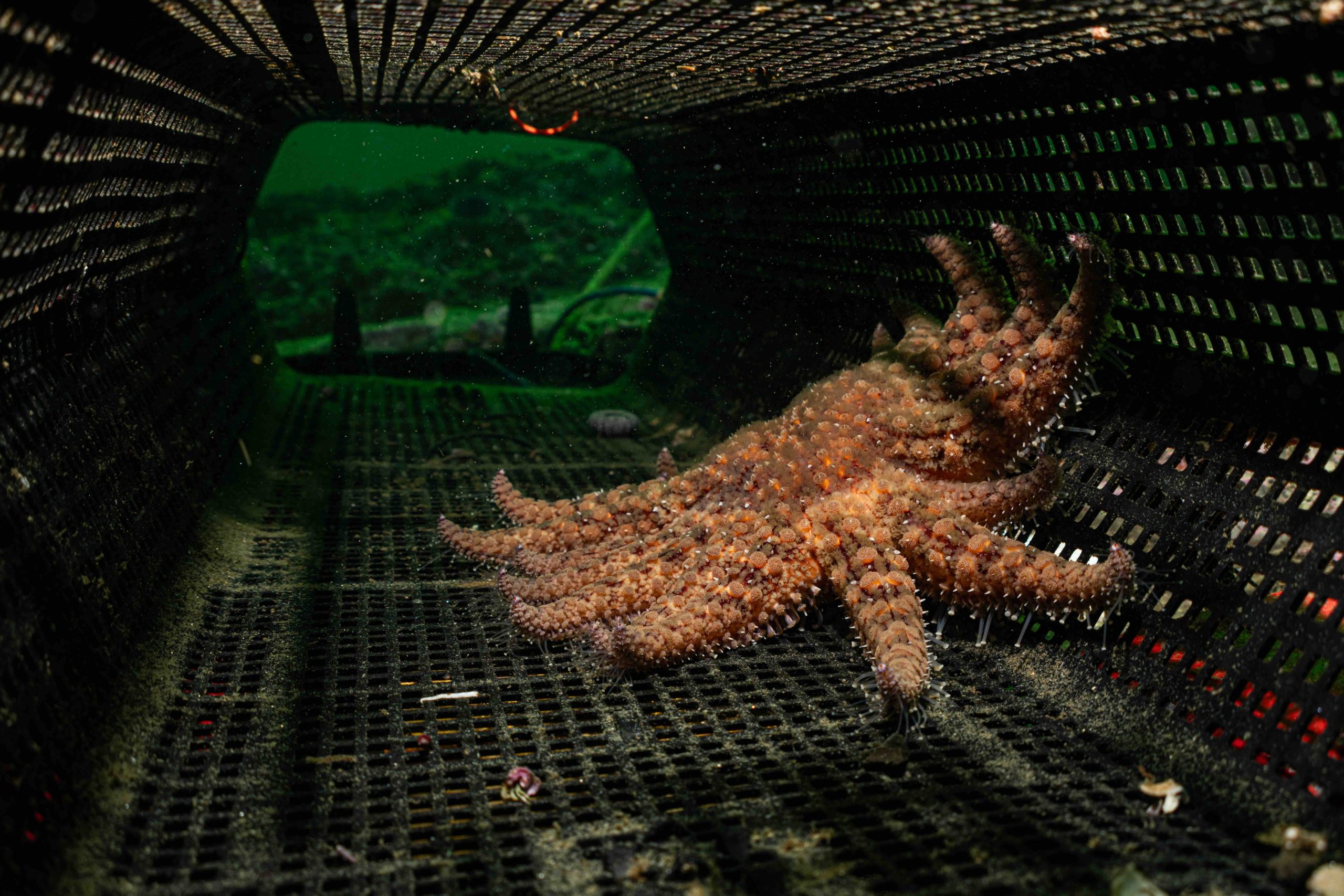 Sunflower star
