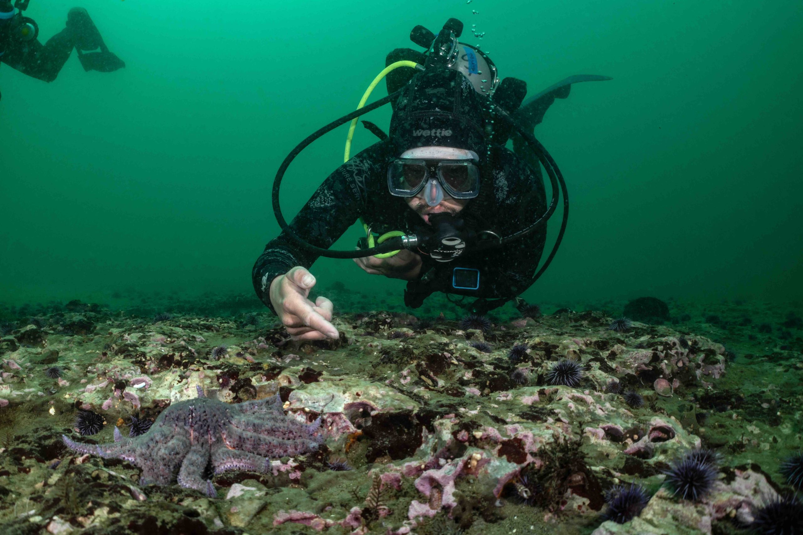 Sunflower Star Laboratory manager Andrew Kim observes a sunflower star