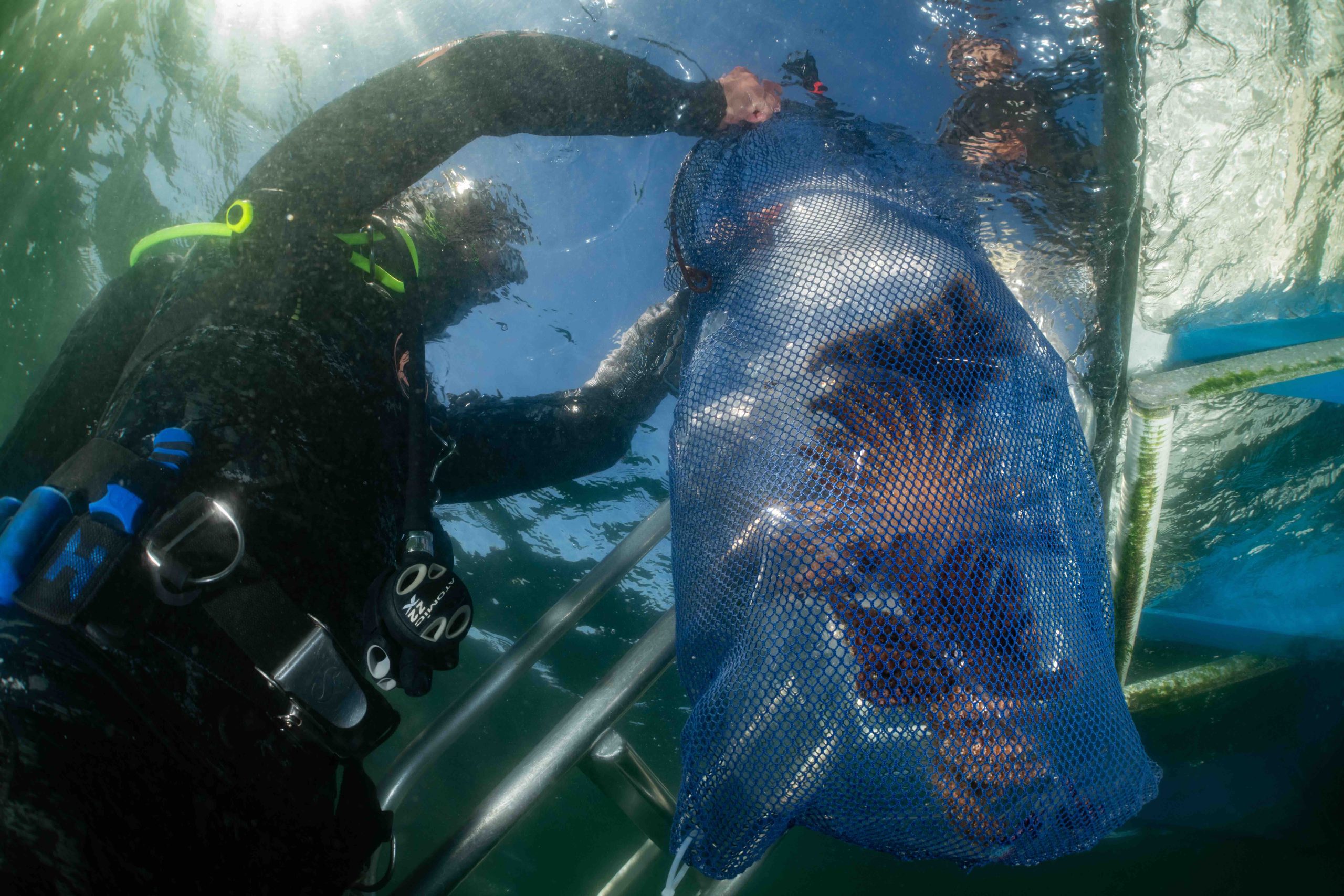 Sunflower Star Laboratory Lab manager Andrew Kim receives bagged sunflower stars