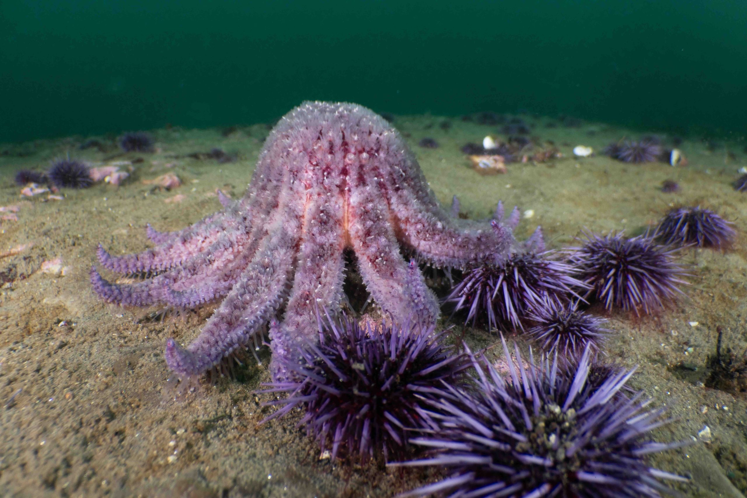 Sunflower star feeds on urchins