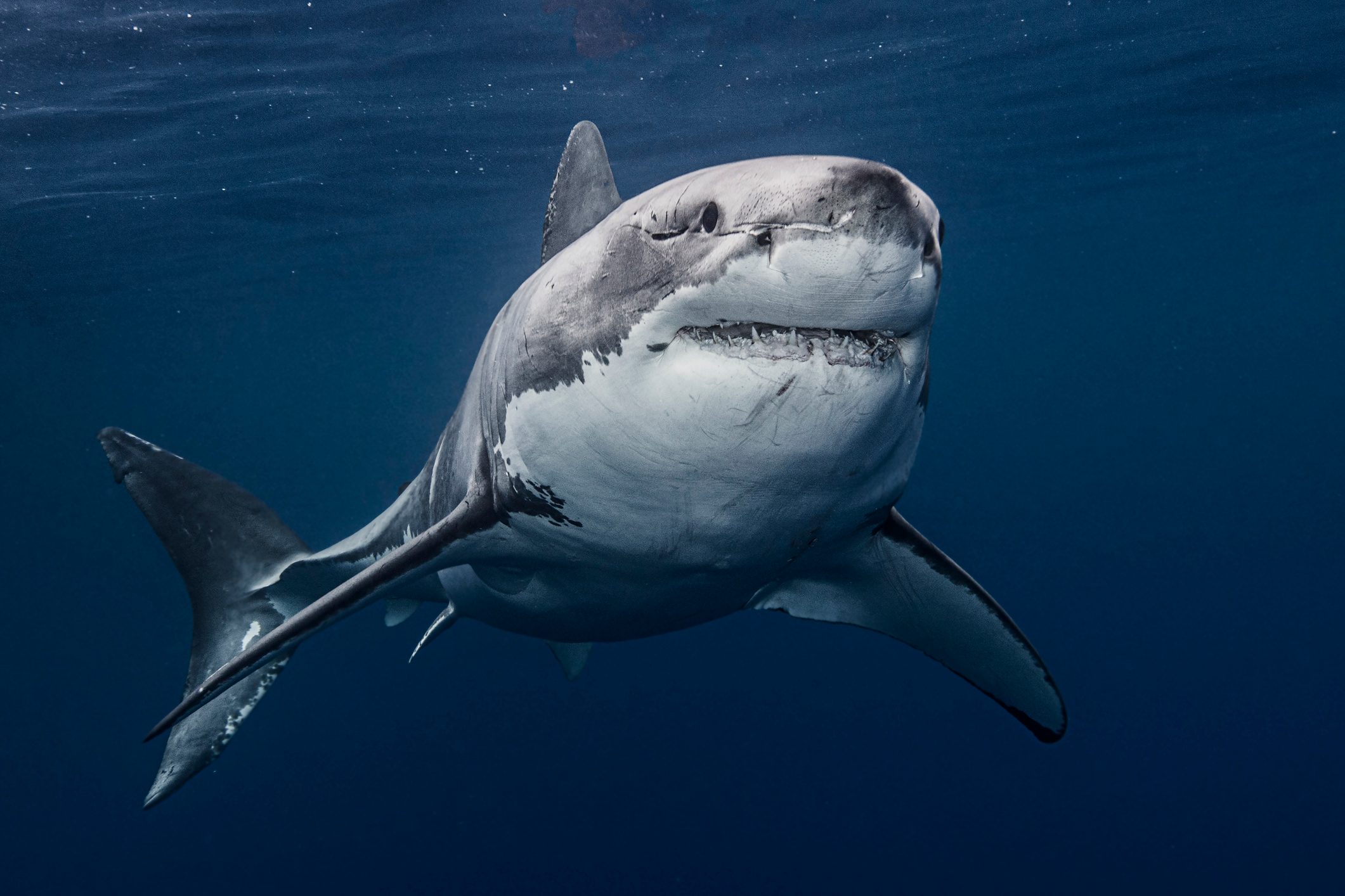Great white shark(Carcharodon carcharias)in sea