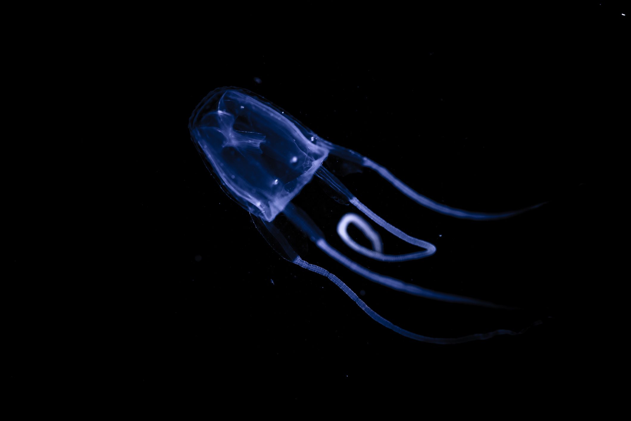  Closeup shot of an Irukandji Jellyish