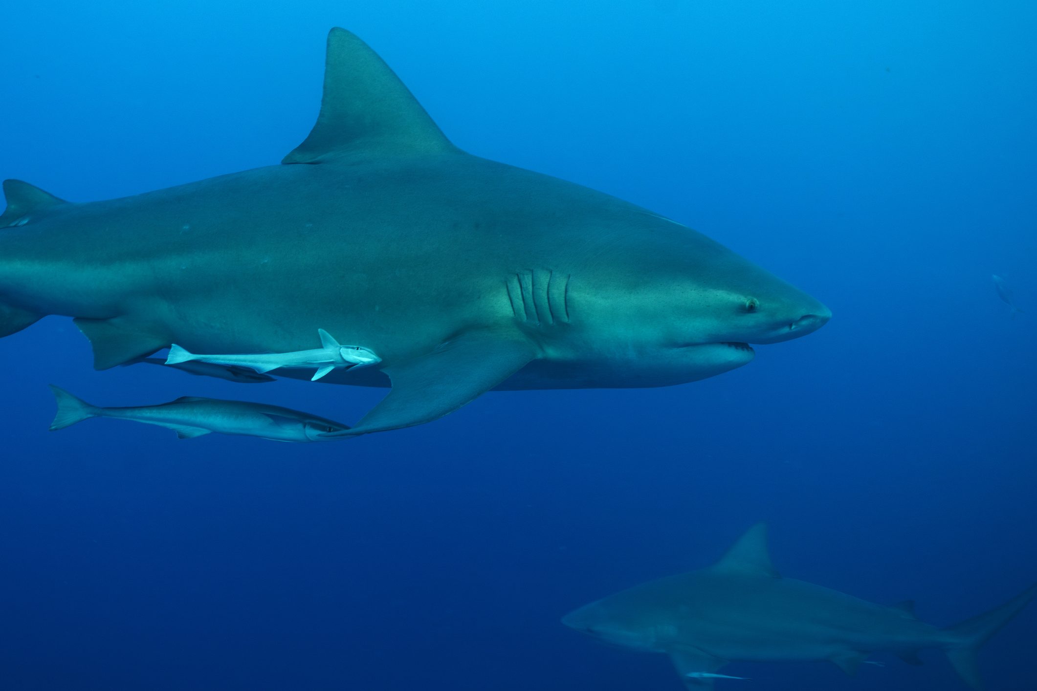 A bull shark with pilot fish in the Caribbean Sea near the coast of Playa del Carmen on the Yucatan Peninsula in Mexico