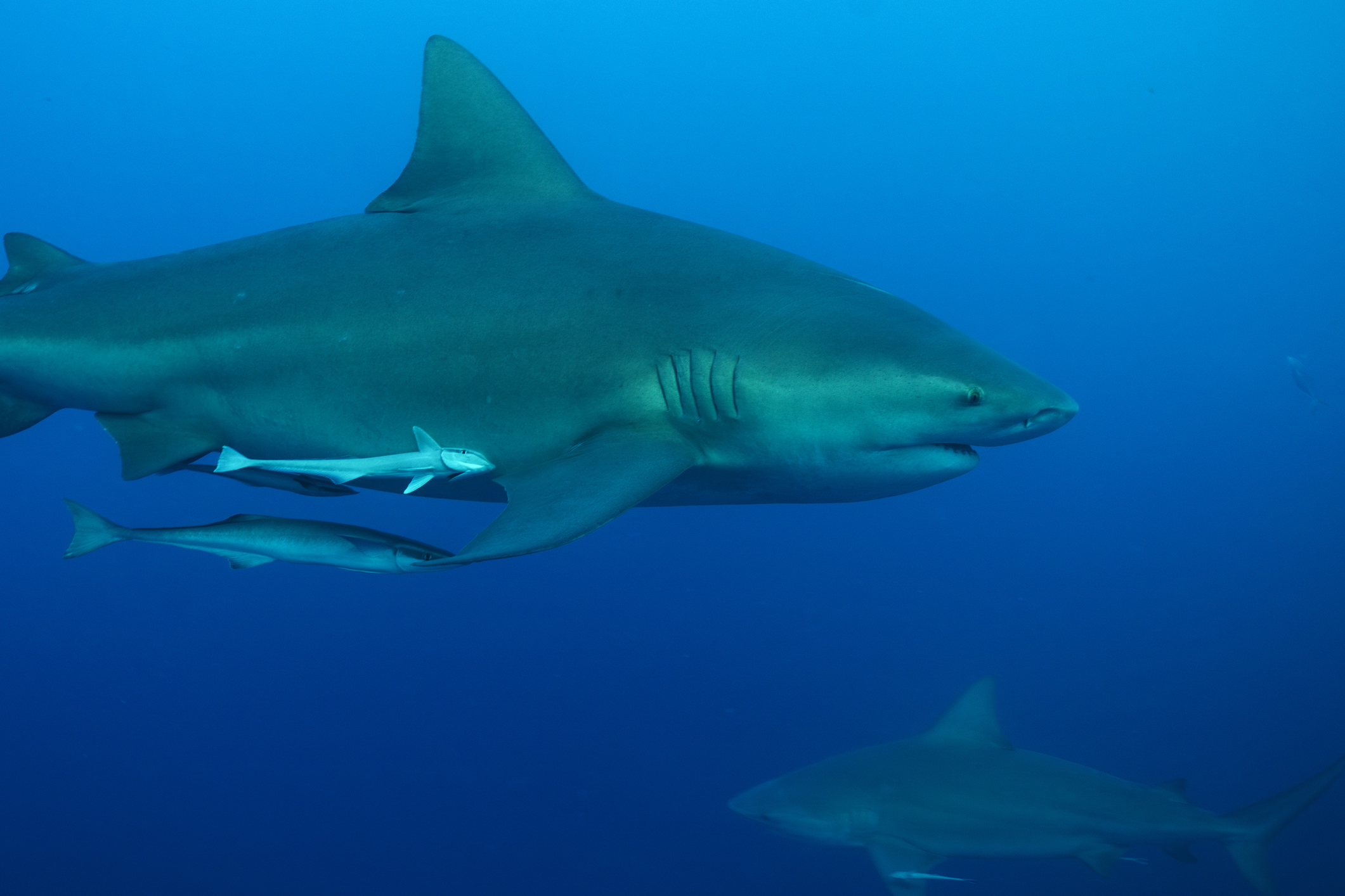 A bull shark with pilot fish in the Caribbean Sea near the coast of Playa del Carmen on the Yucatan Peninsula in Mexico