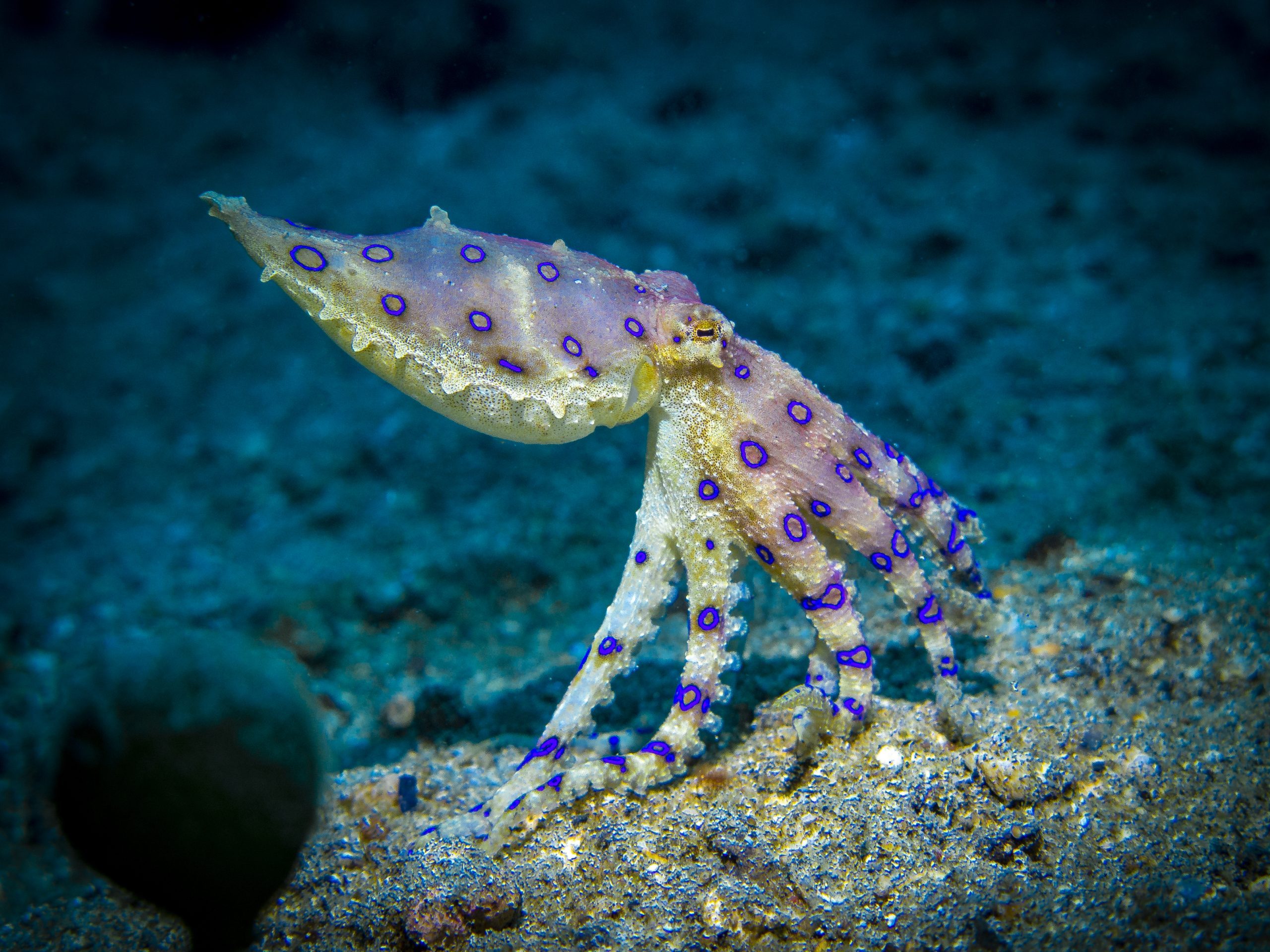 southern blue-ringed octopus (Hapalochlaena maculosa) is one of three (or perhaps four) highly venomous species of blue-ringed octopuses.