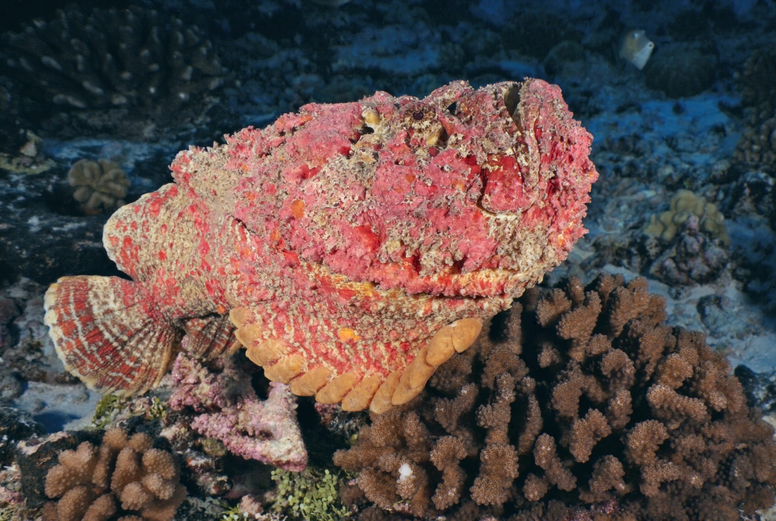 Synanceia verrucosa /STONEFISH