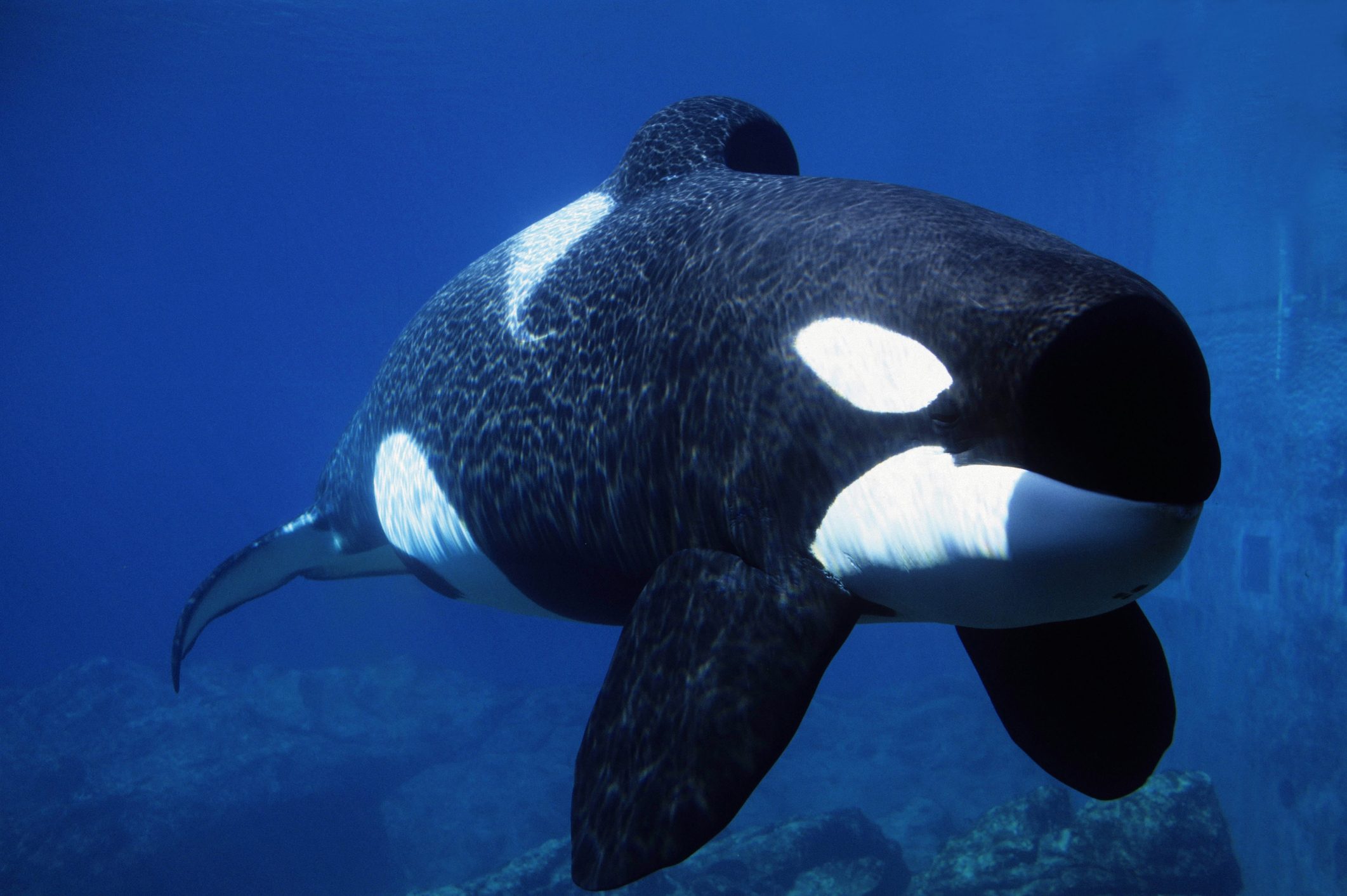 KILLER WHALE (ORCA), OREGON COAST AQUARIUM