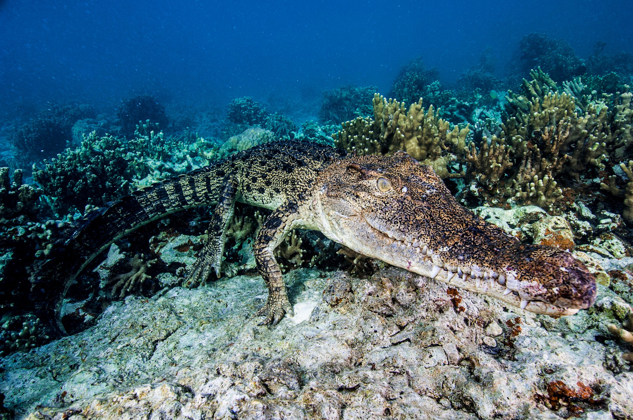  Saltwater Crocodile, Crocodylus porosus