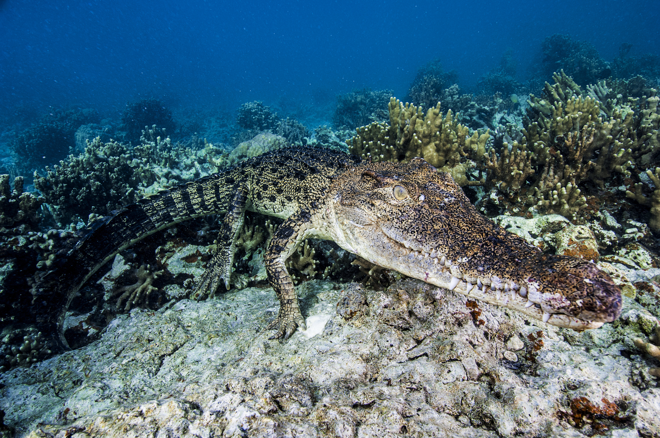 Saltwater Crocodile, Crocodylus porosus