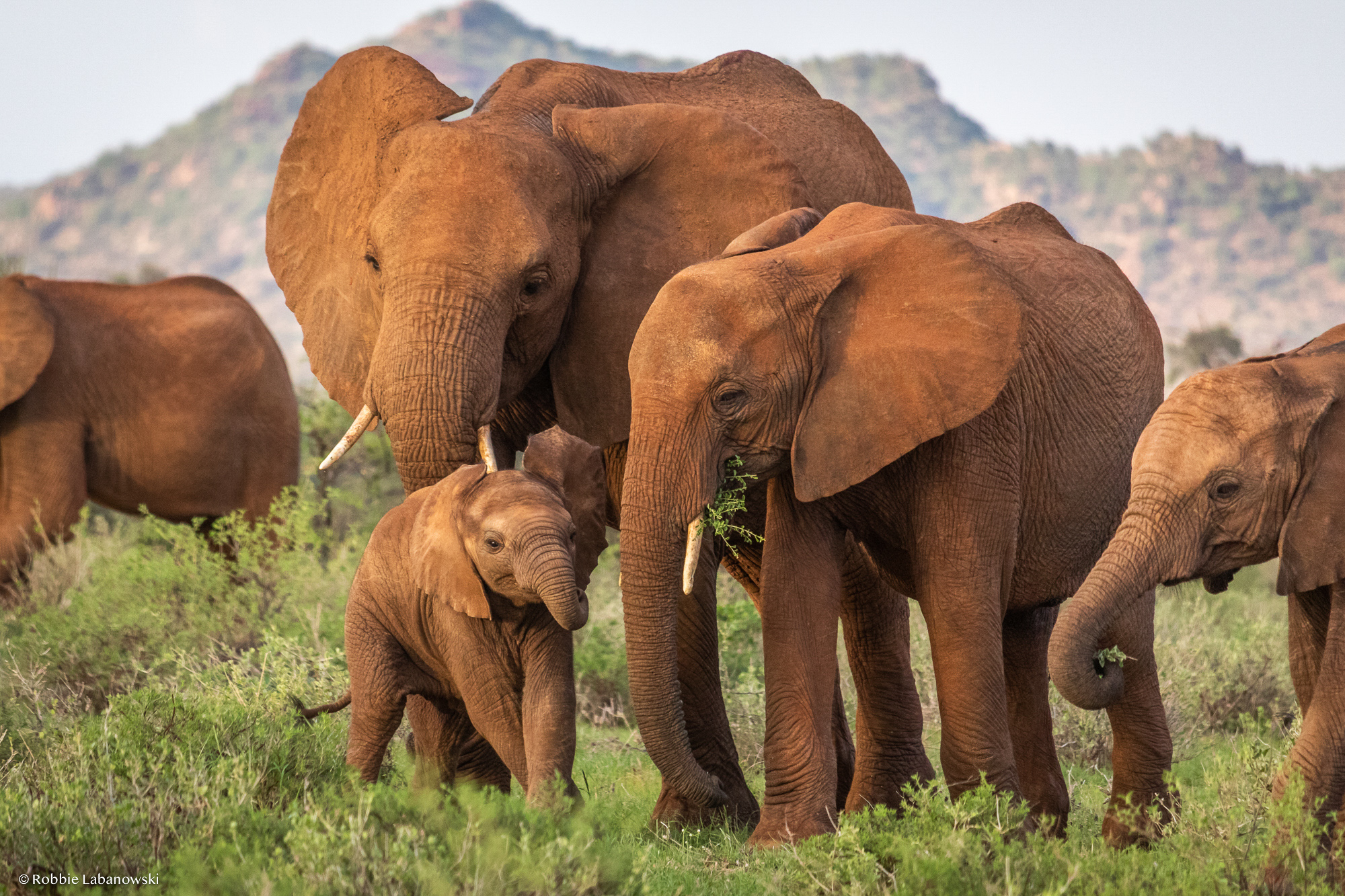 African savanna elephants in Buffalo Springs National Reserve, Northern Kenya. © Robbie Labanowski/Save the Elephants