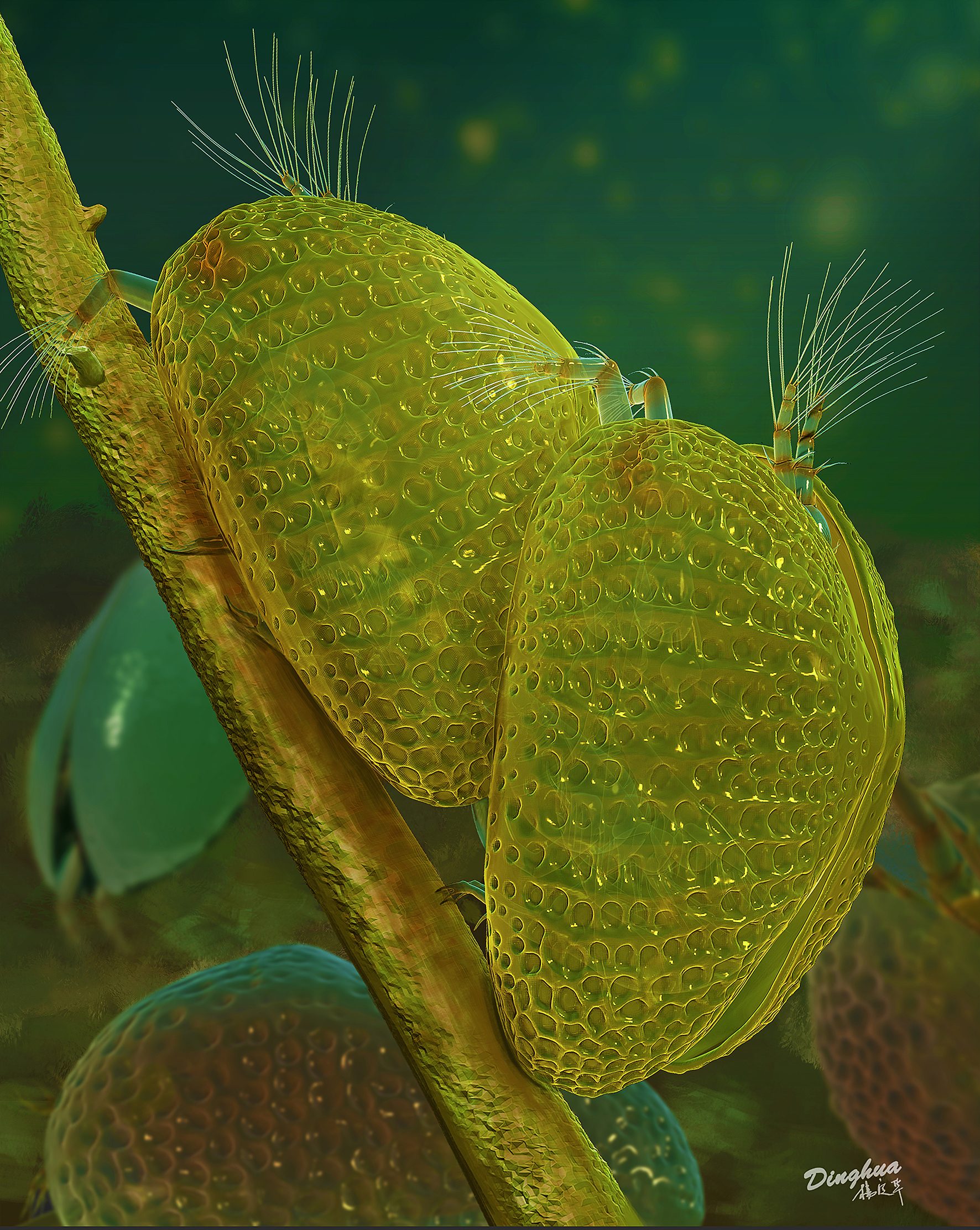Artist’s reconstruction of the Cretaceous ostracod crustacean Myanmarcypris hui male (right) and female (left) during mating. © Dinghua Yang Artist’s reconstruction of the Cretaceous ostracod crustacean Myanmarcypris hui male (right) and female (left) during mating. © Dinghua Yang