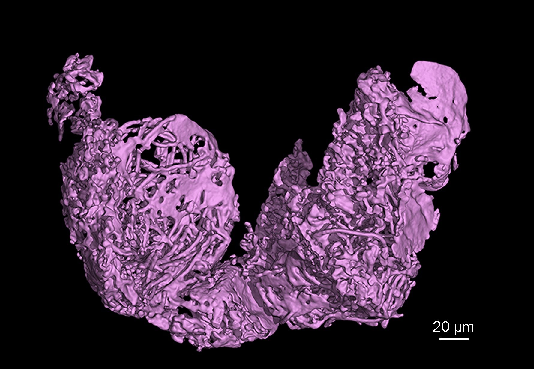 Reconstruction of both sperm storage organs (seminal receptacles) of a female of the ostracod crustacean Myanmarcypris hui. They are filled with filamentous giant sperms, suggesting that the female had been inseminated shortly before it was trapped in resin. © He Wang Reconstruction of both sperm storage organs (seminal receptacles) of a female of the ostracod crustacean Myanmarcypris hui. They are filled with filamentous giant sperms, suggesting that the female had been inseminated shortly before it was trapped in resin. © He Wang