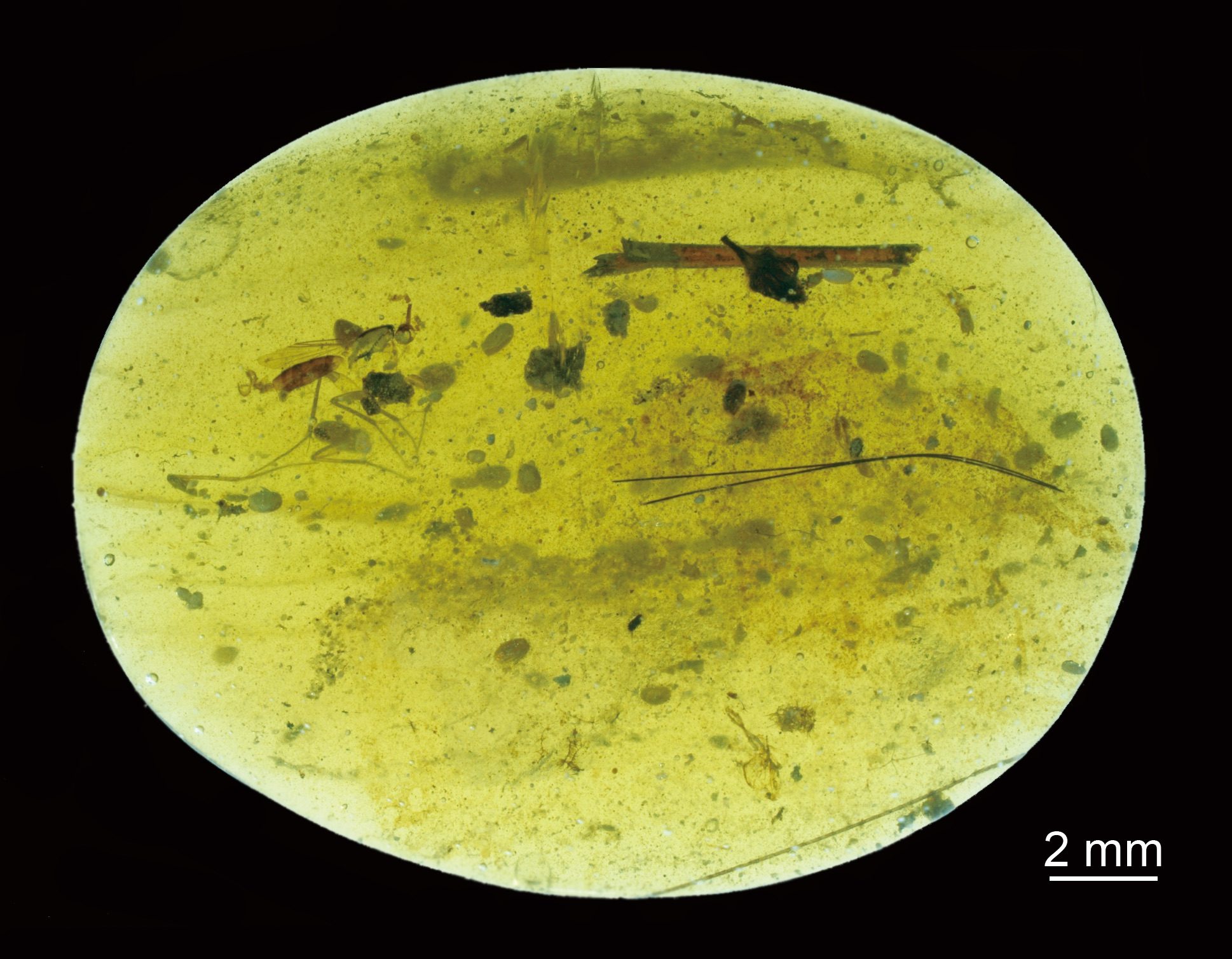 Beside a few insects, thirty-nine ostracod crustaceans were entrapped in this tiny piece of Cretaceous amber found in Myanmar. © He Wang and Xiangdong Zhao Beside a few insects, thirty-nine ostracod crustaceans were entrapped in this tiny piece of Cretaceous amber found in Myanmar. © He Wang and Xiangdong Zhao