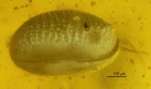 Only a few of the ostracods in the amber piece could be studied using light microscopy, like this individual of the new species Myanmarcypris hui. Its antennae extend from the bivalved shell. Most other specimens lie too deep in the amber or the view is obstructed by debris particles. © He Wang and Xiangdong Zhao Only a few of the ostracods in the amber piece could be studied using light microscopy, like this individual of the new species Myanmarcypris hui. Its antennae extend from the bivalved shell. Most other specimens lie too deep in the amber or the view is obstructed by debris particles. © He Wang and Xiangdong Zhao