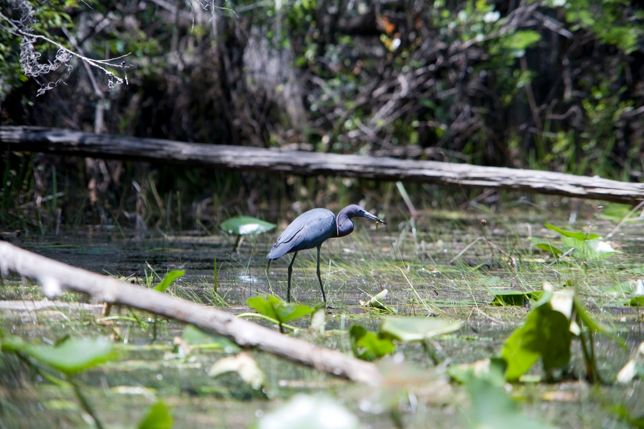 Little blue heron, Okefenokee Swamp