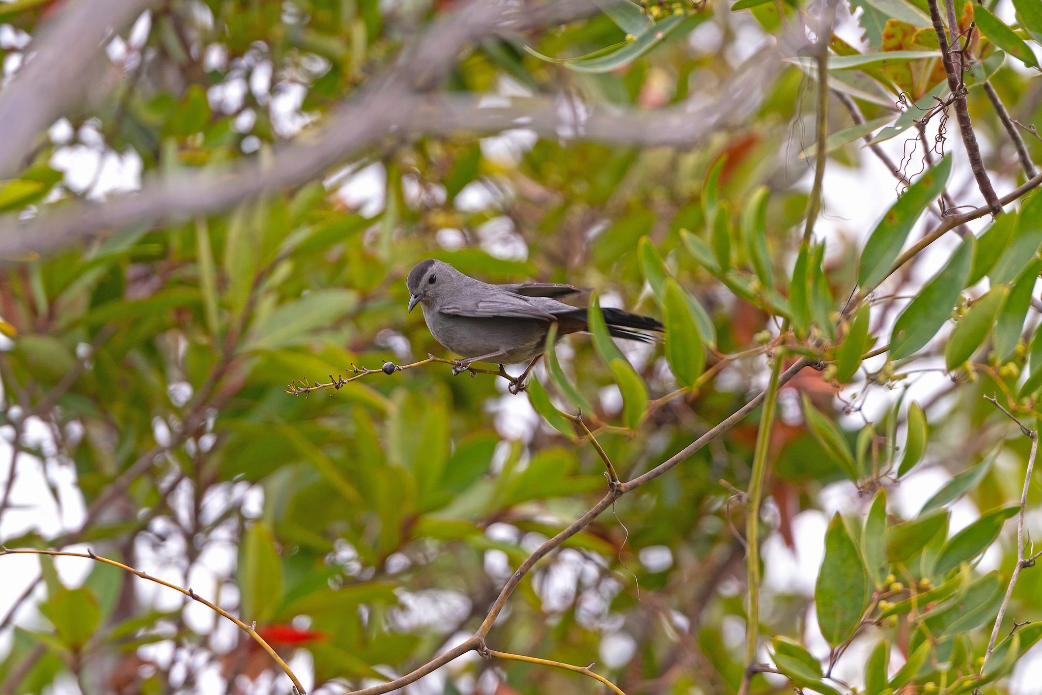 Grey catbird, Okefenokee Swamp
