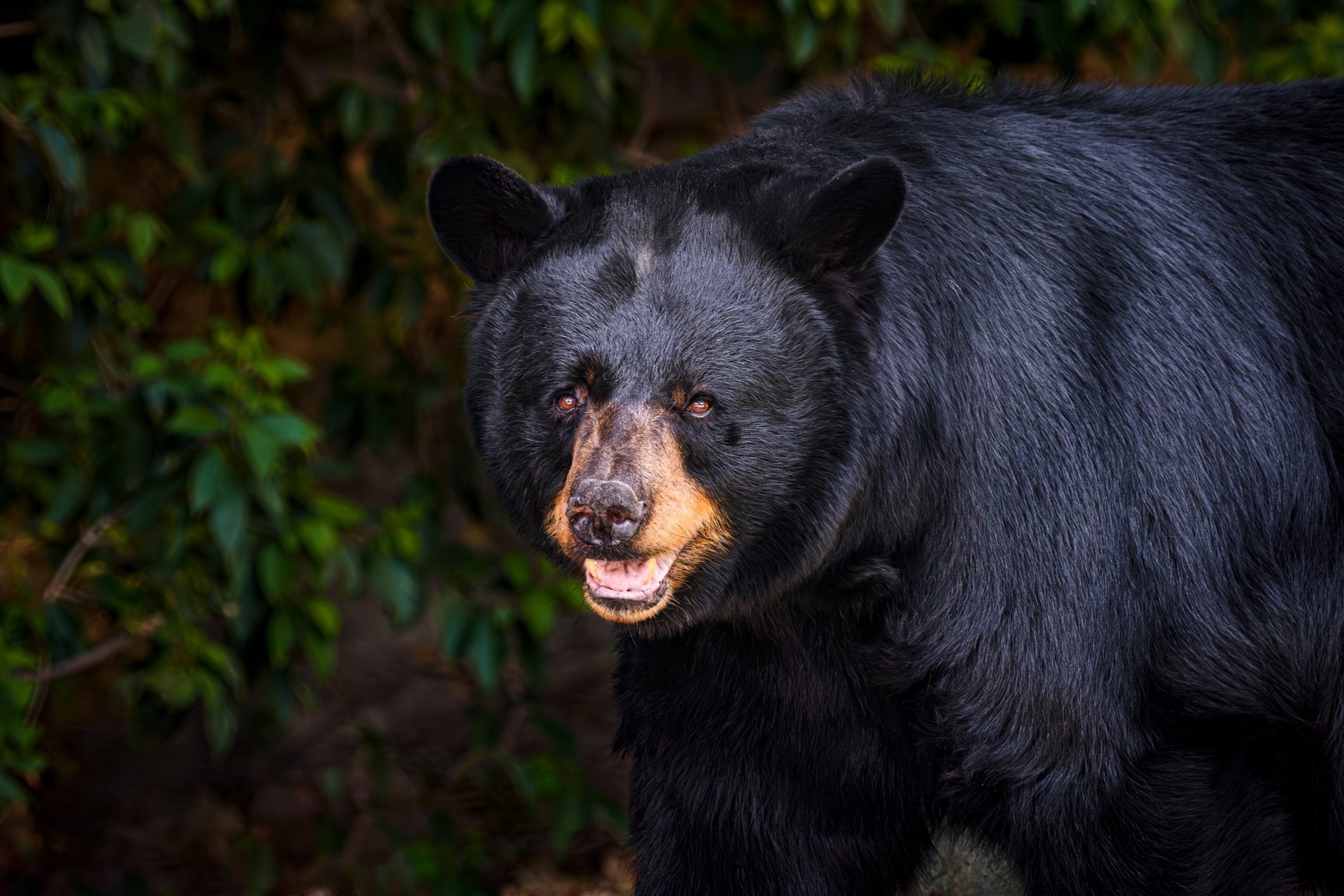 Black bear