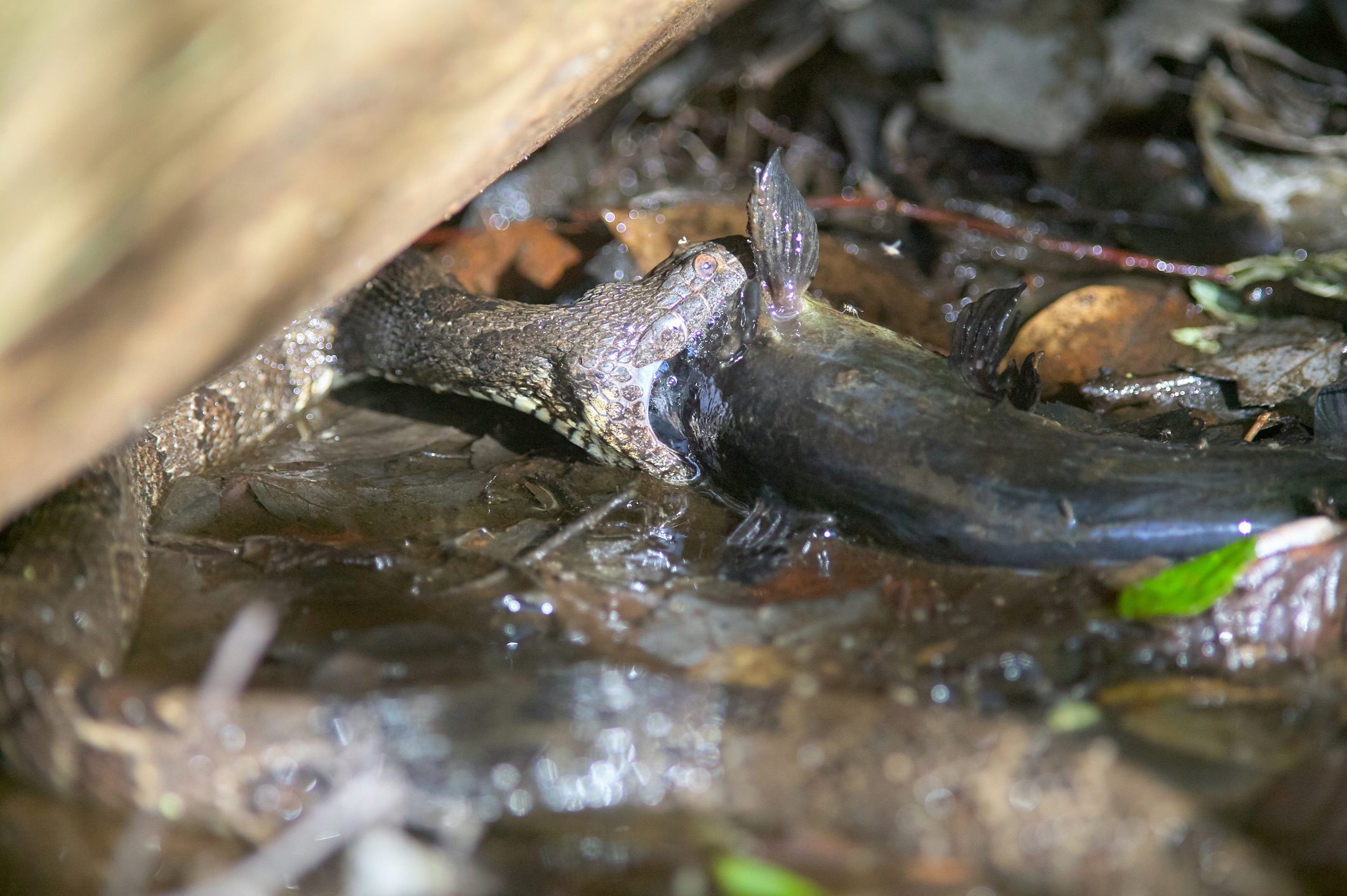 Water moccasin eating a catfish, Okefenokee Swamp