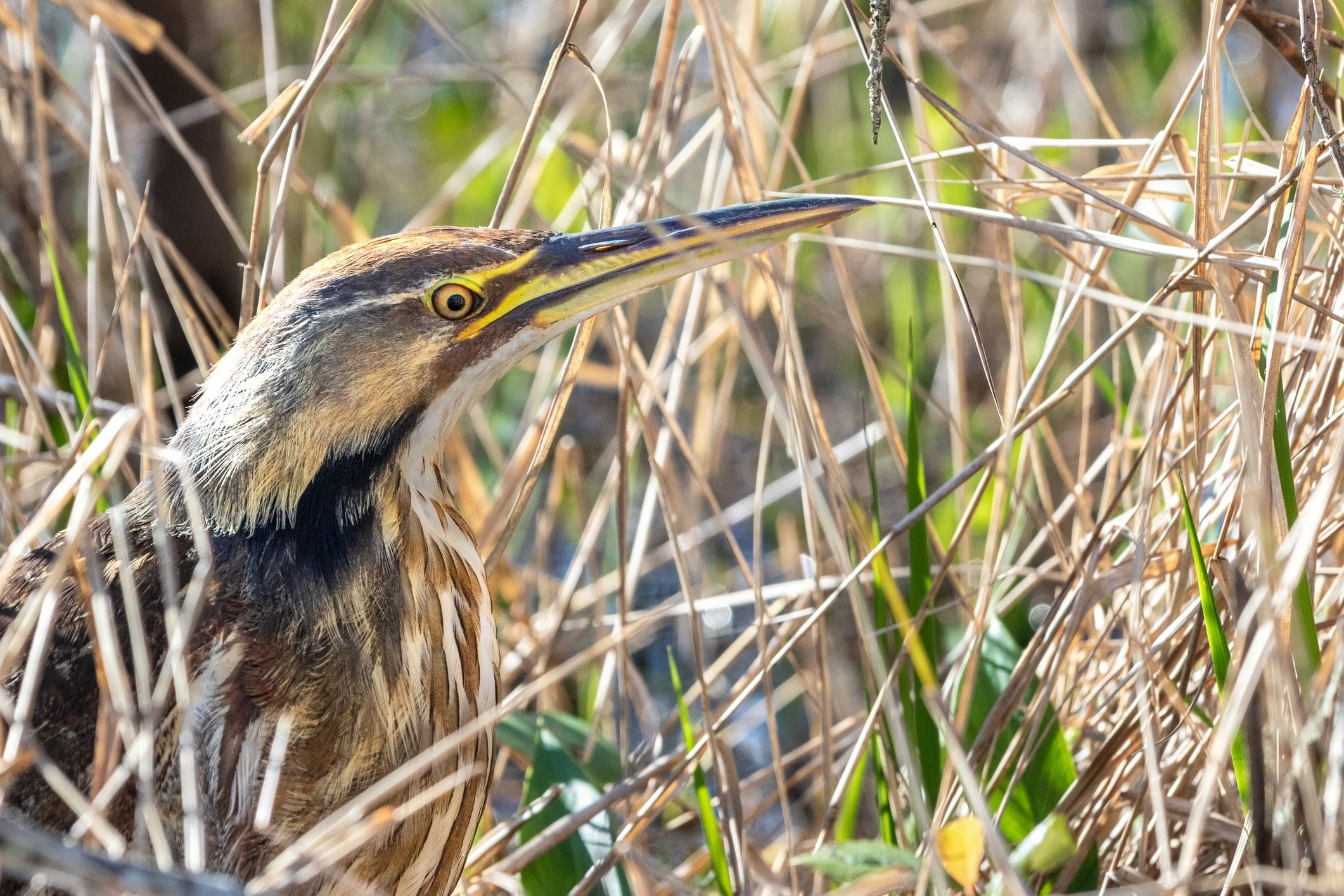 Bittern, Okefenokee Swamp