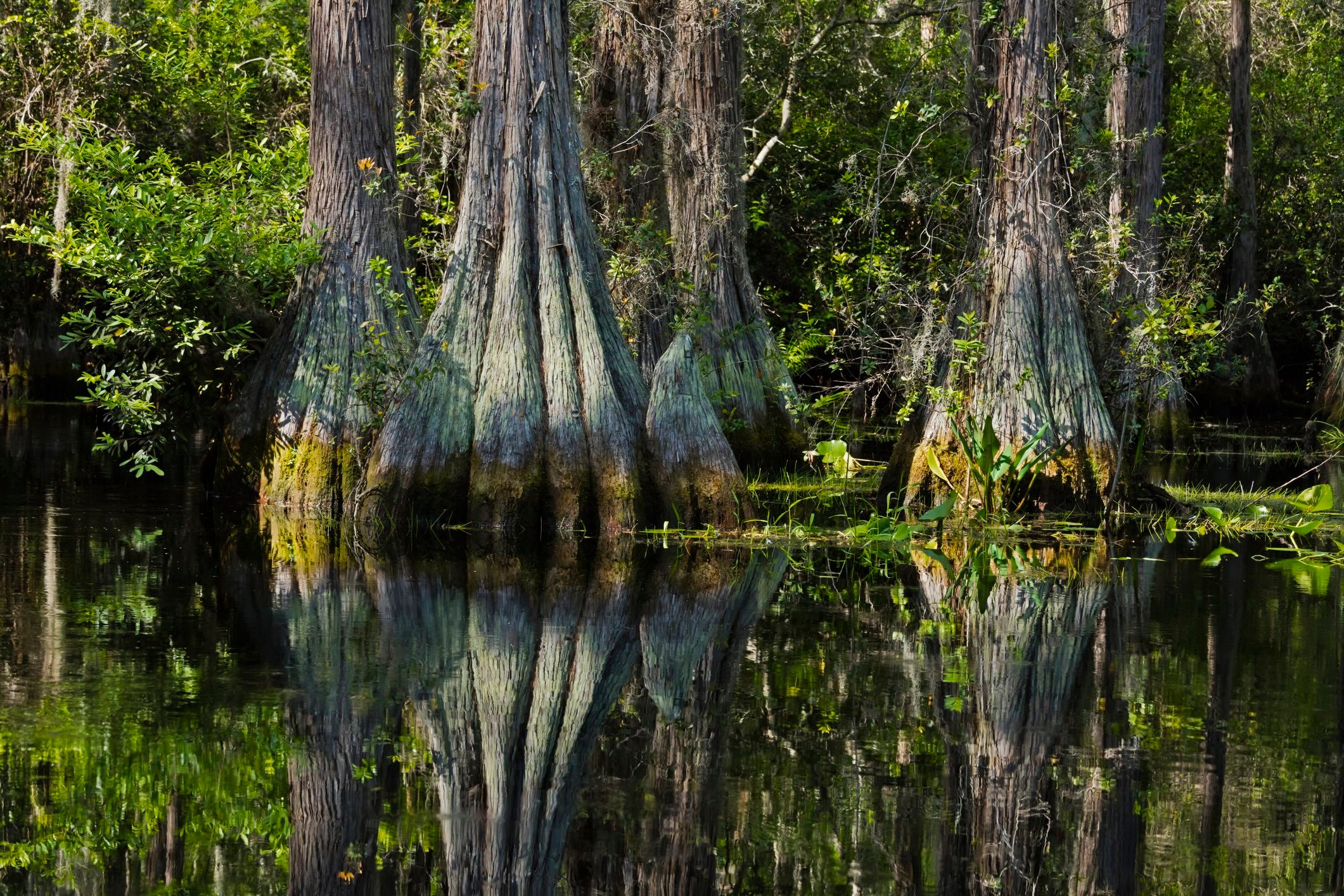 Bald cypress trees, Okefenokee Swamp