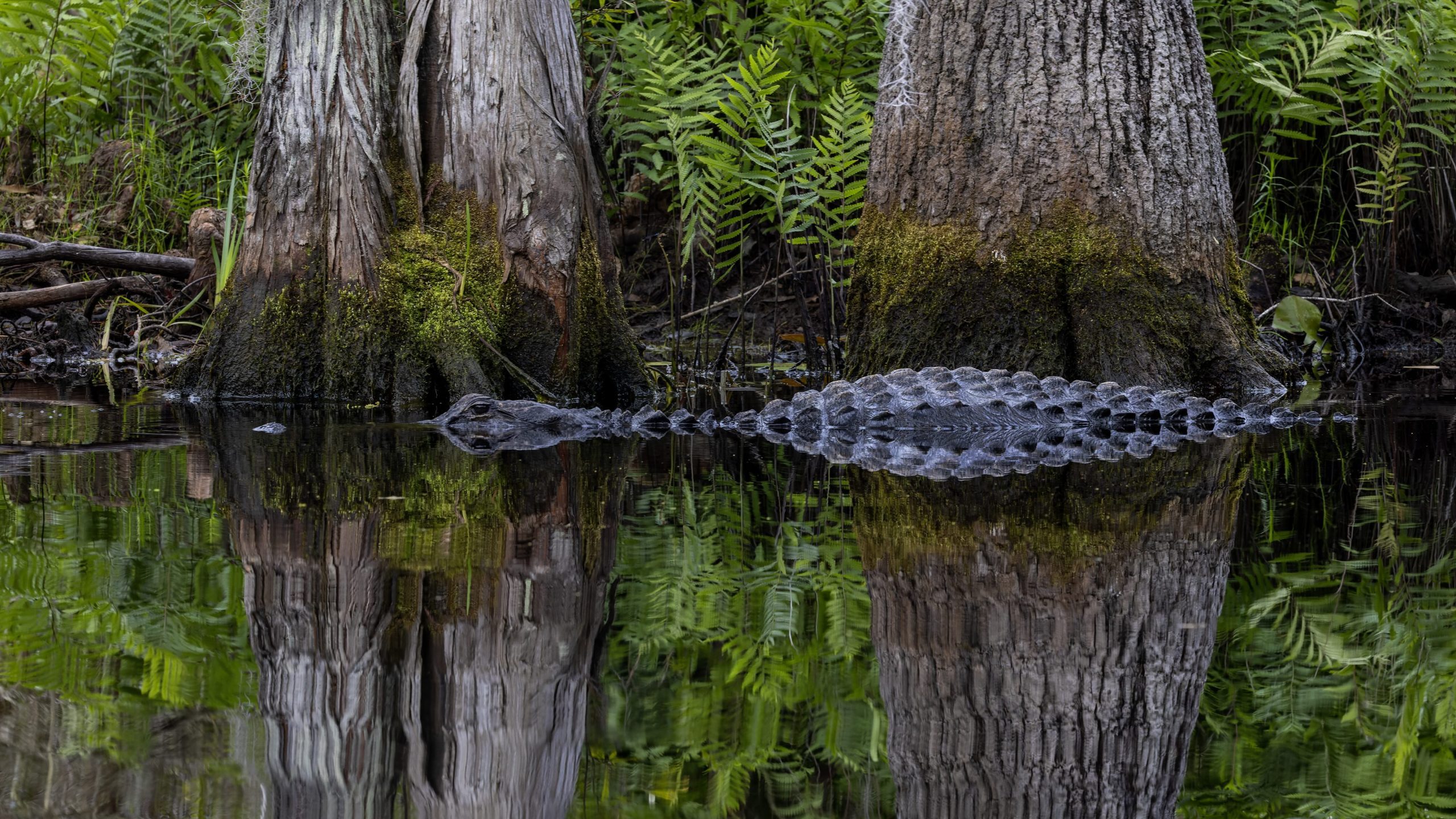American alligator, Okefenokee Swamp