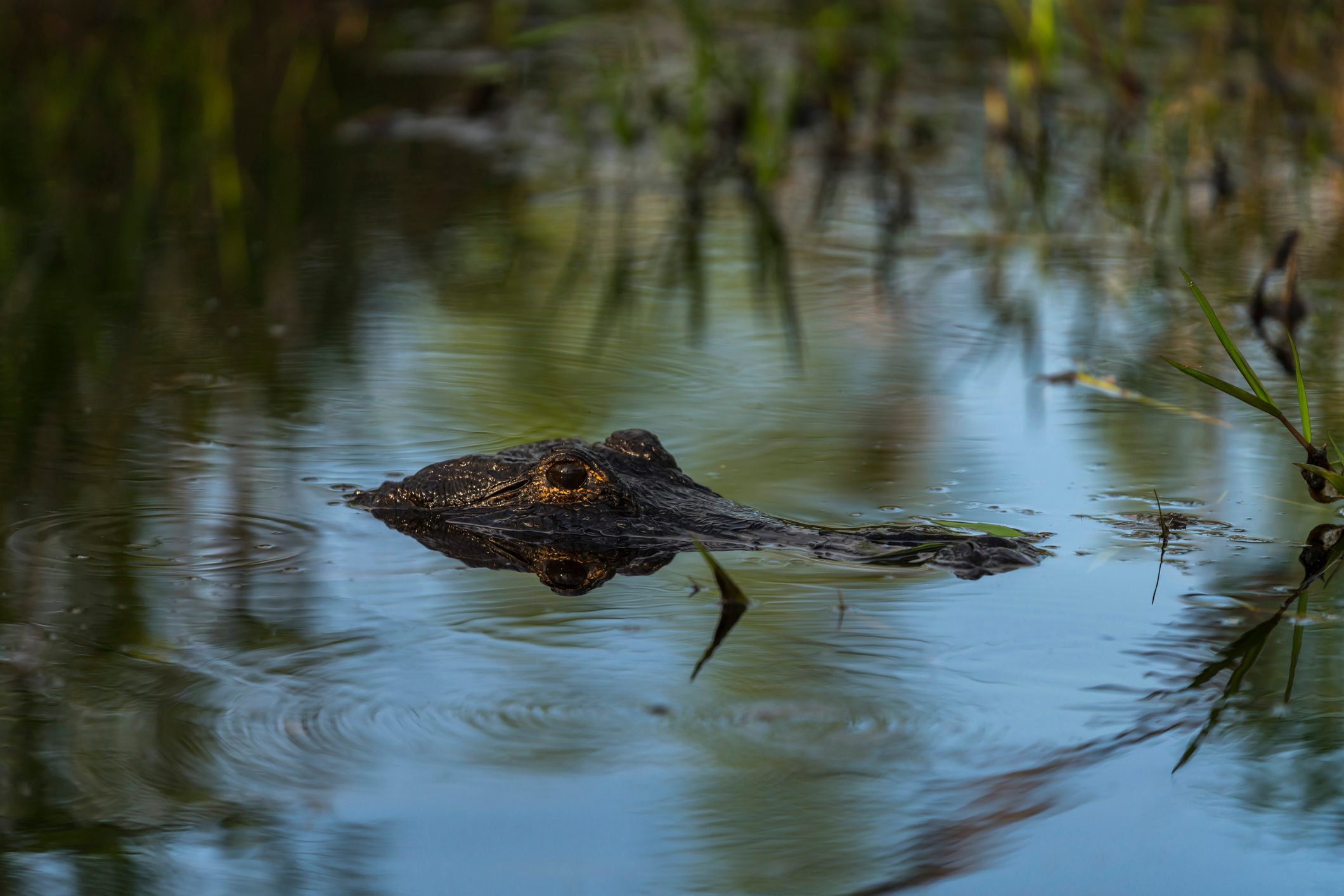 American alligator, Okefenokee Swamp
