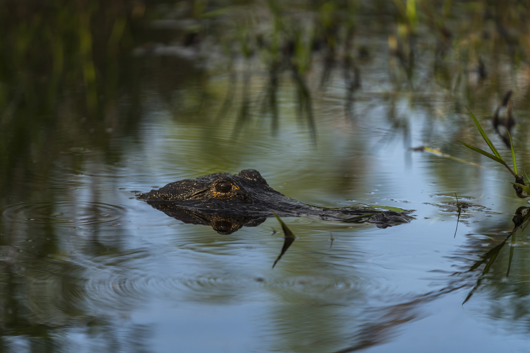 American alligator, Okefenokee Swamp
